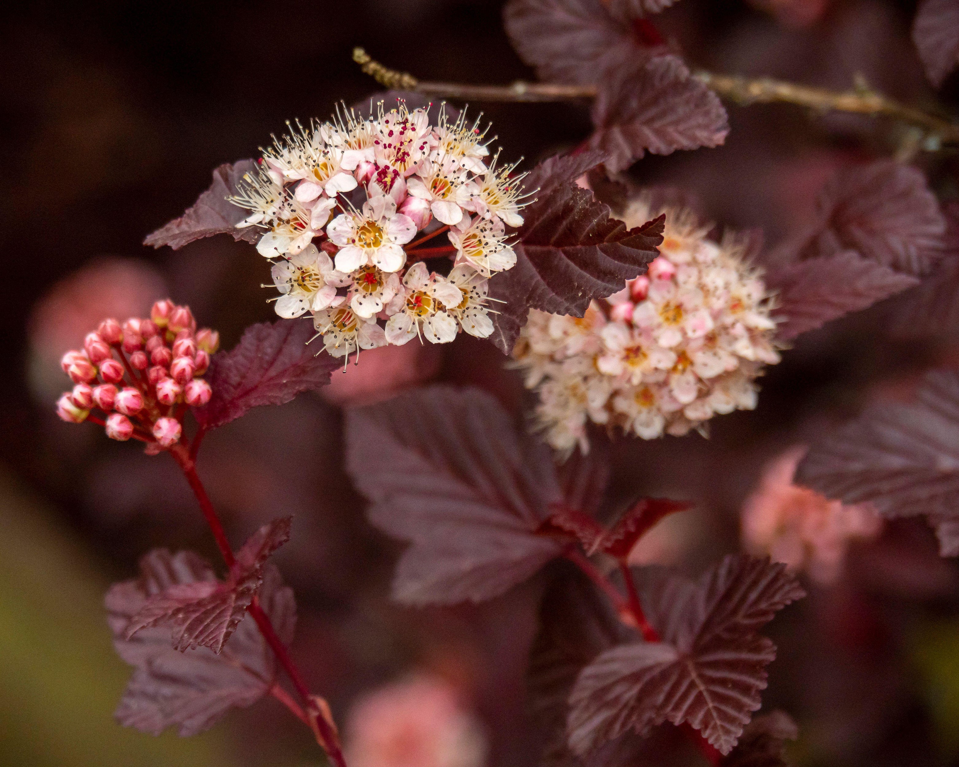 Physocarpus 'Lady in Red' - Image 7