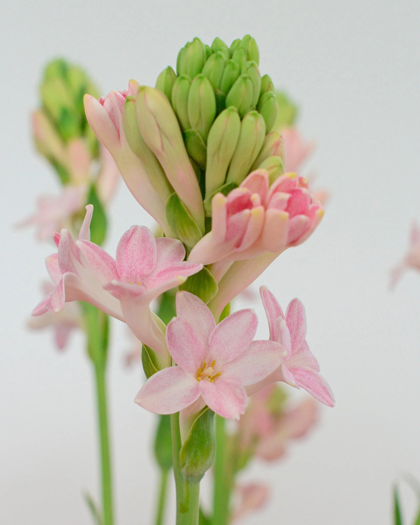 Polianthes 'Sensation' - Image 5