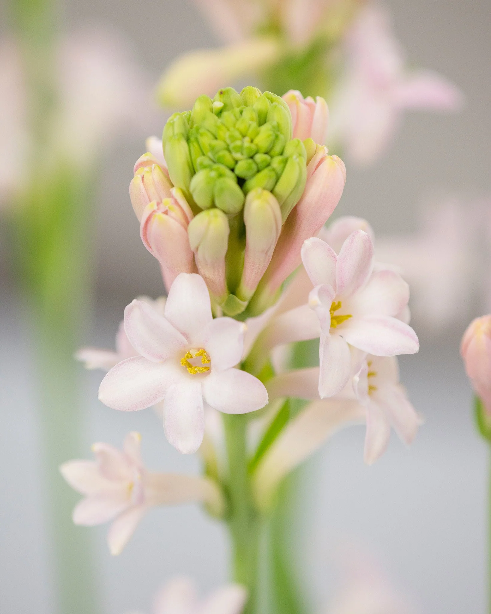 Polianthes 'Sensation' - Image 7