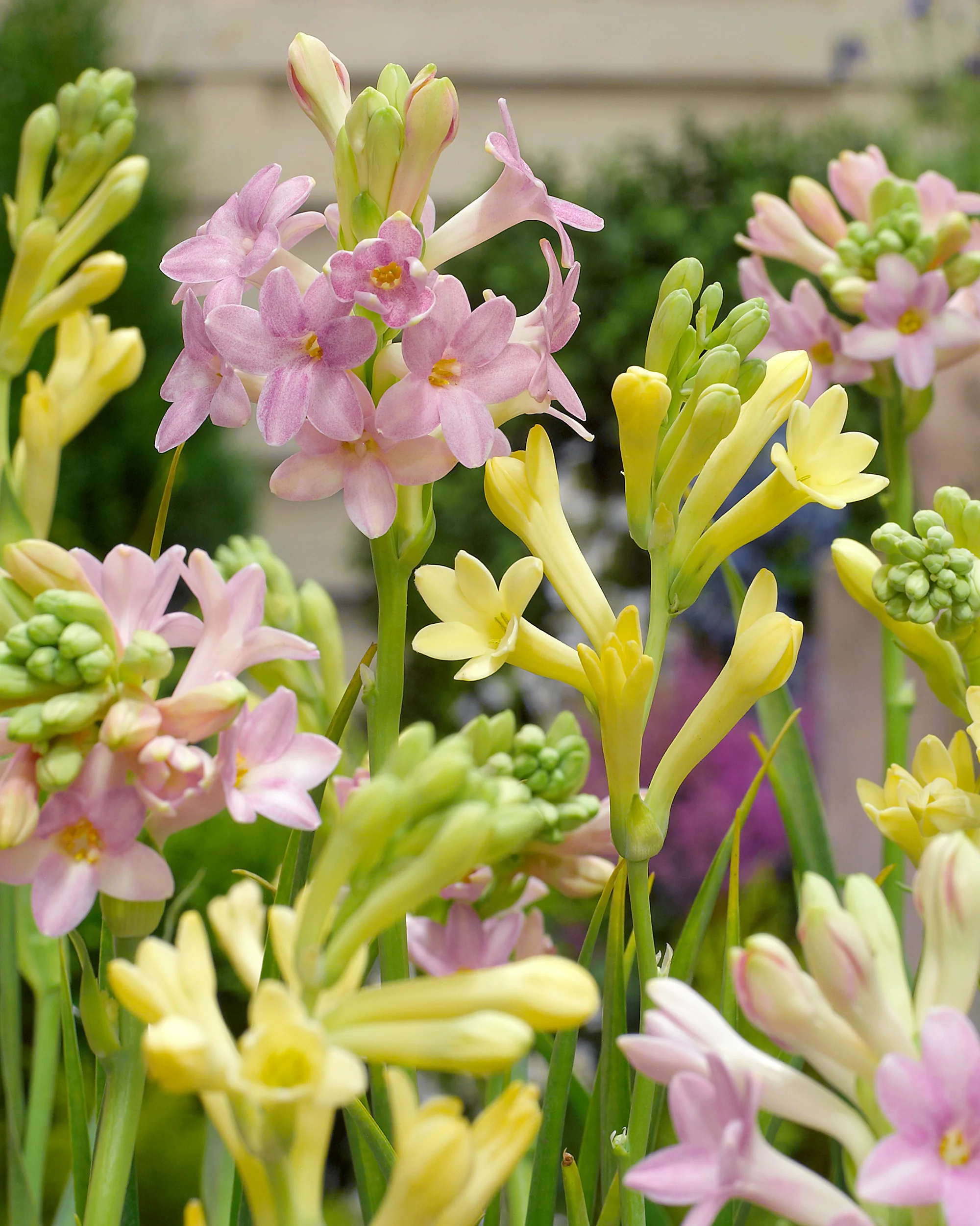 Polianthes 'Sensation' - Image 3