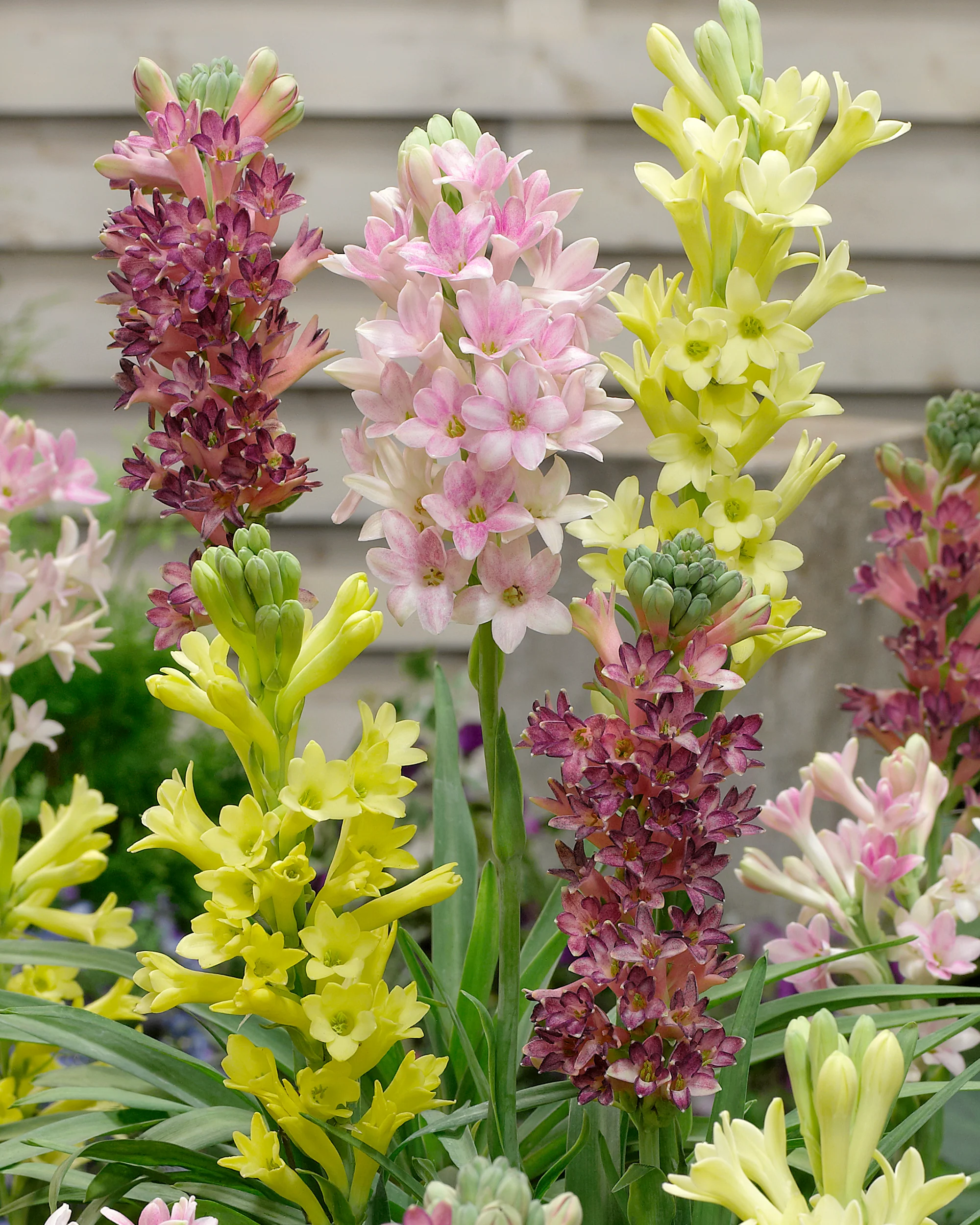 Polianthes 'Sensation' - Image 4