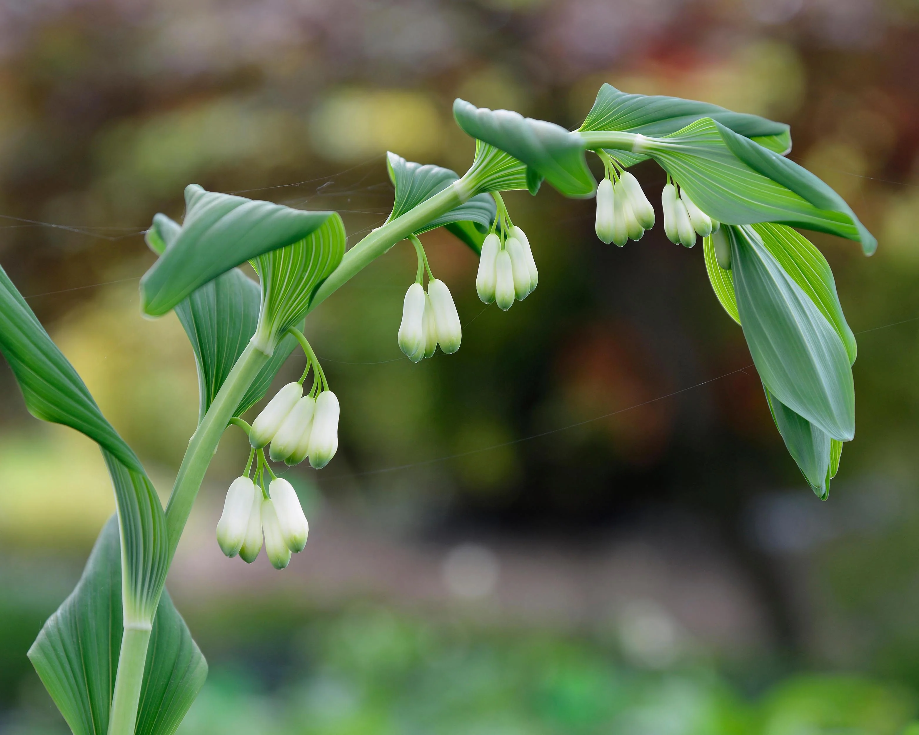 Polygonatum multiflorum - Image 3