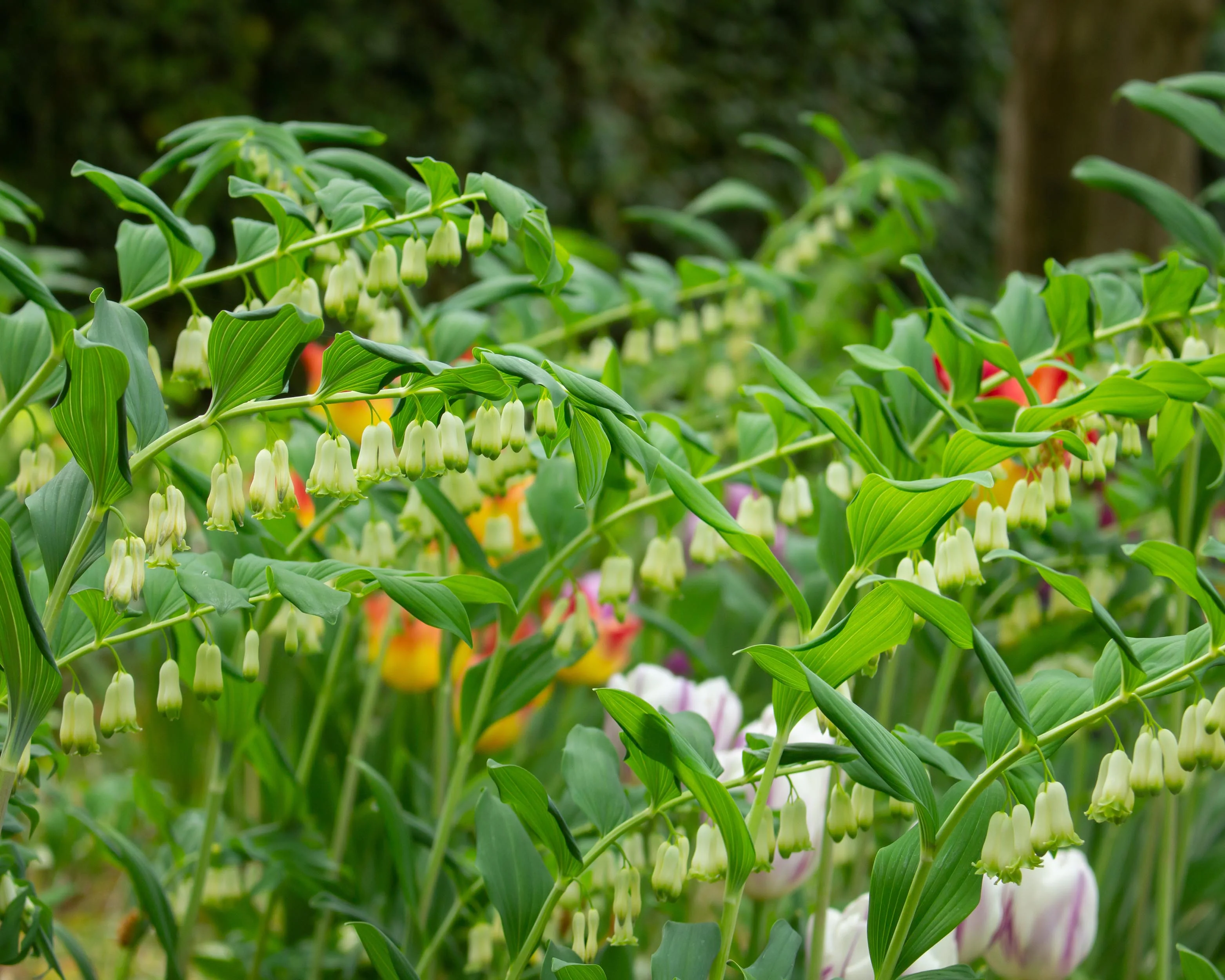 Polygonatum multiflorum - Image 8