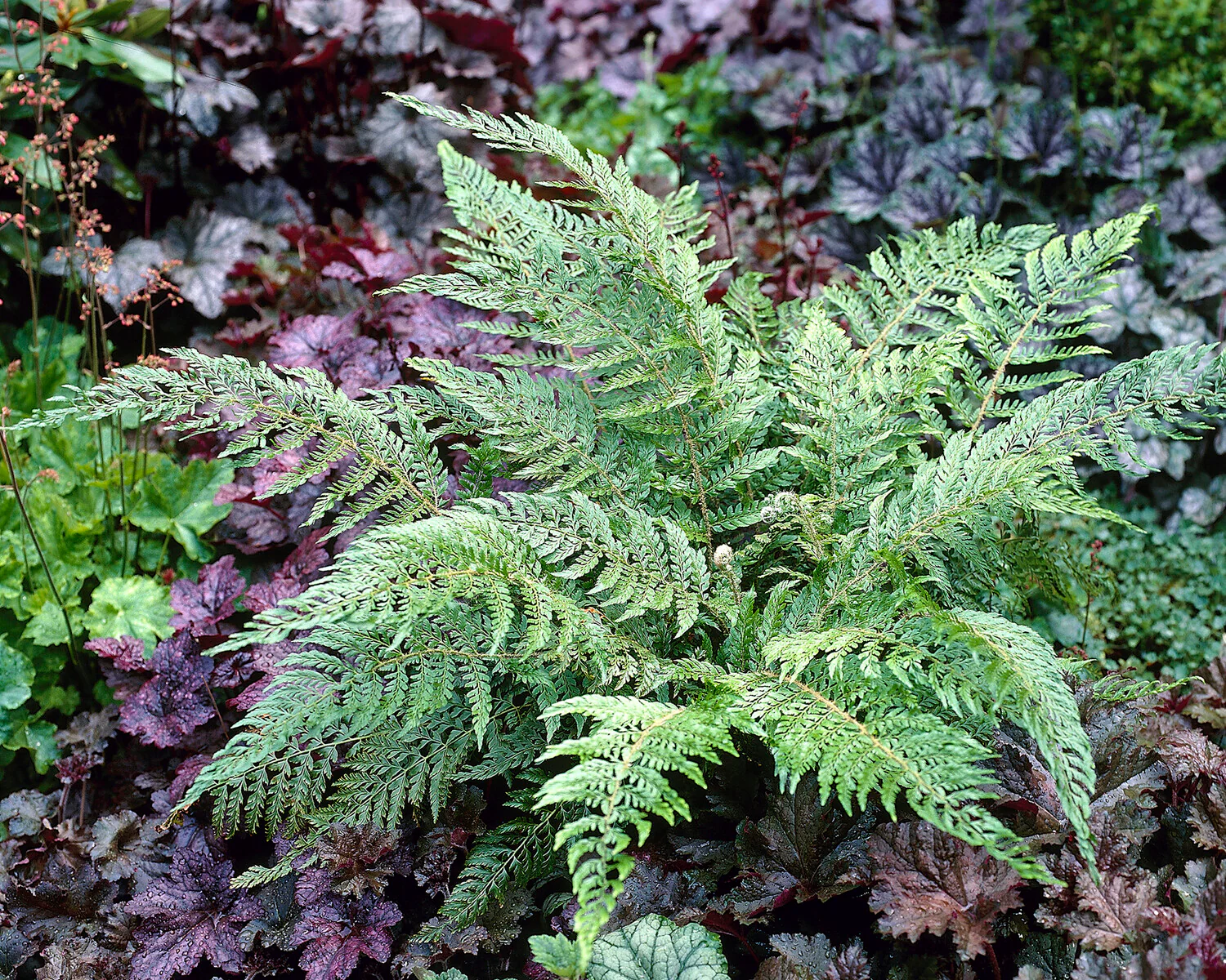 Polystichum 'Plumosum' - Image 2