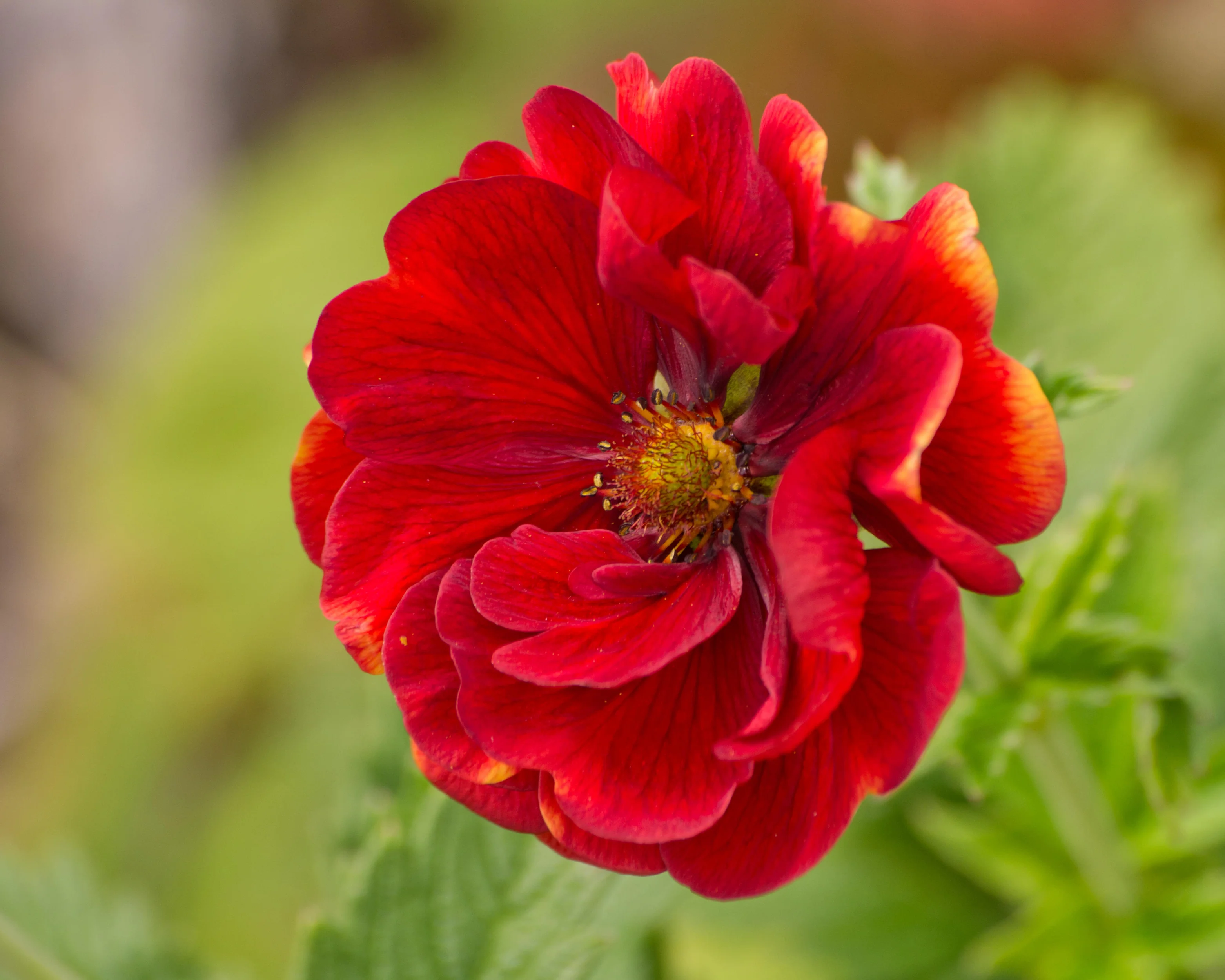 Potentilla 'Arc-en-ciel' - Image 6