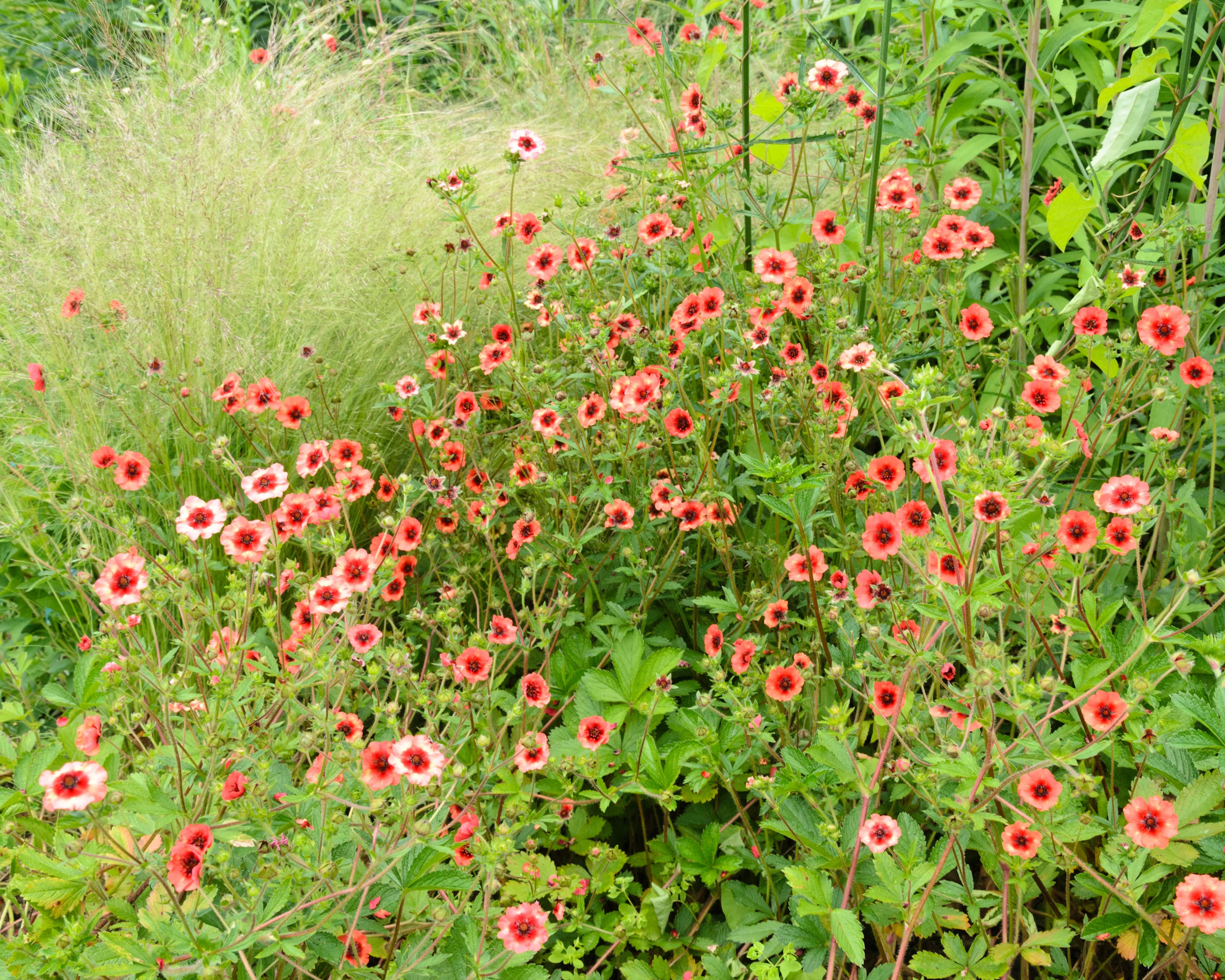 Potentilla 'Miss Willmott' - Image 3