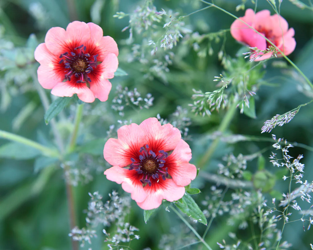 Potentilla 'Miss Willmott' - Image 4