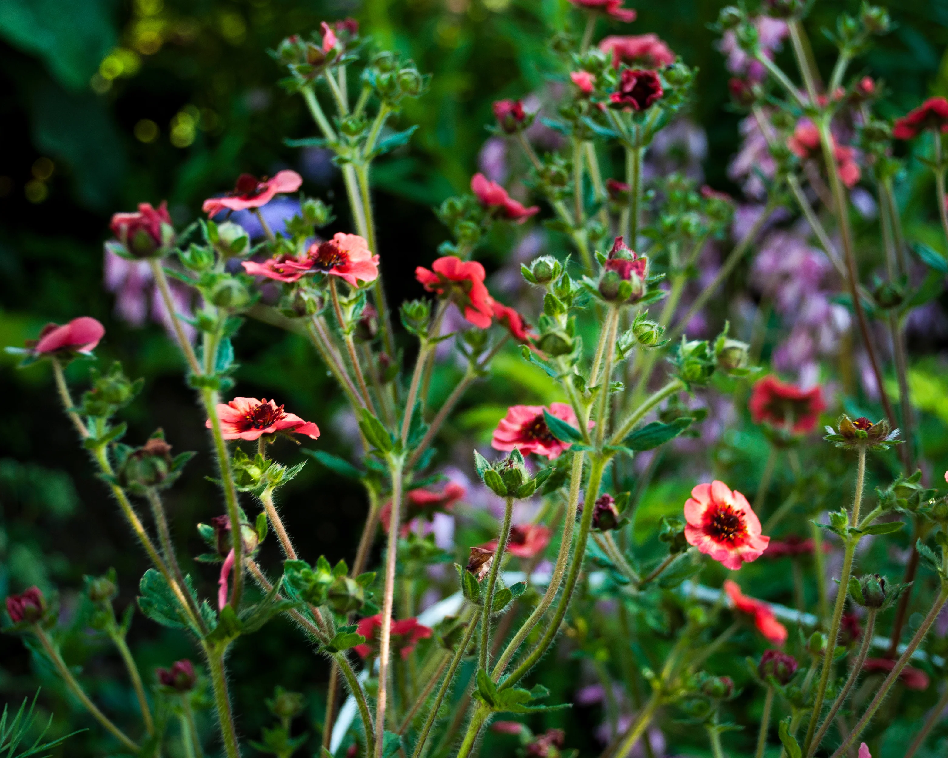Potentilla 'Miss Willmott' - Image 7