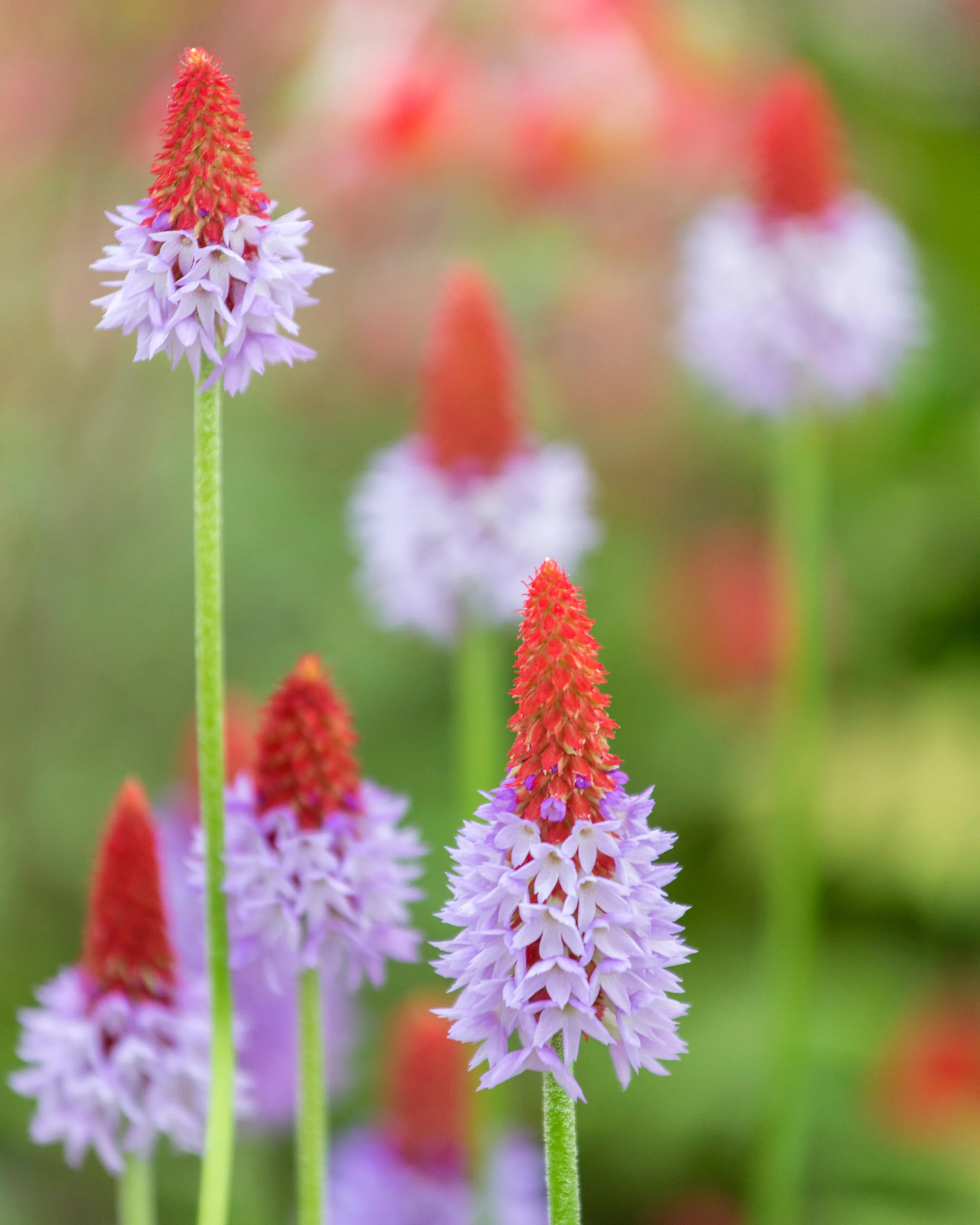 Primula vialii - Image 3