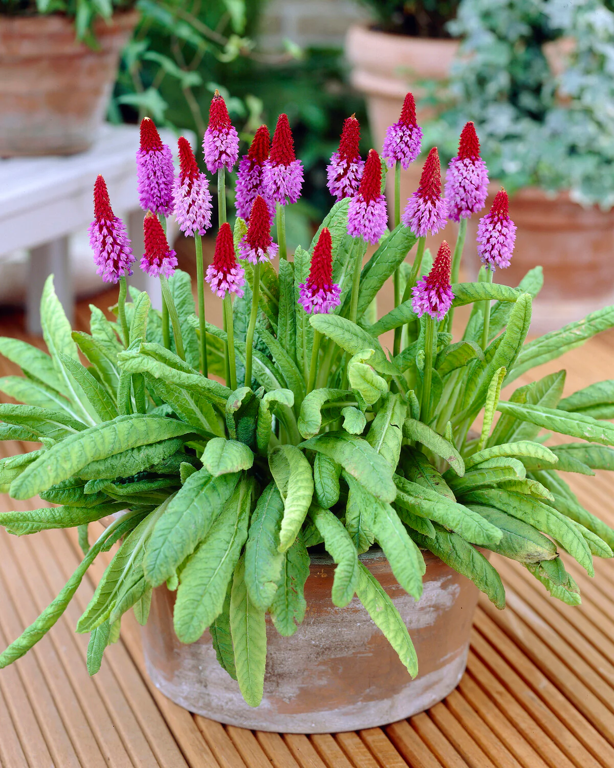 Primula vialii - Image 4