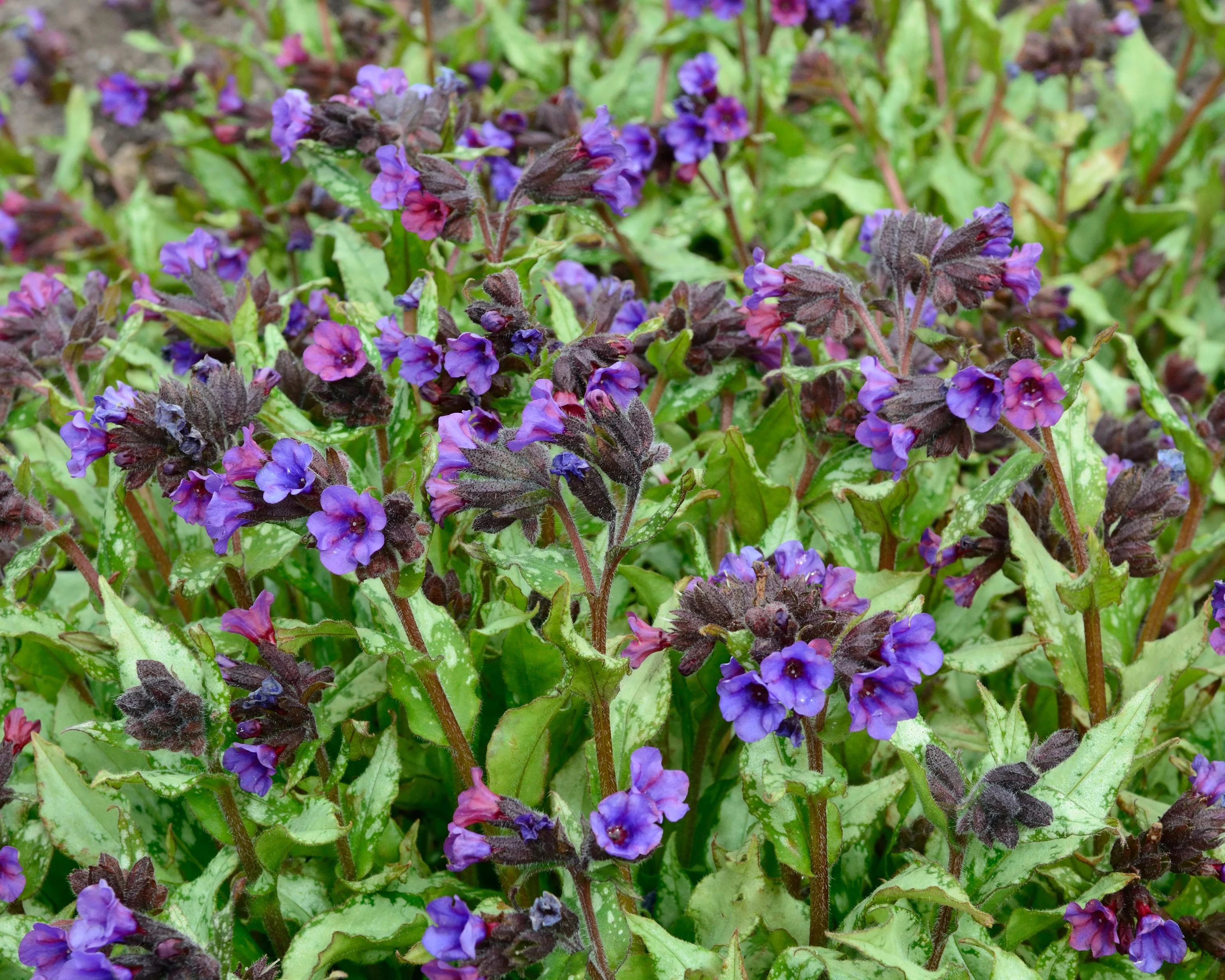 Pulmonaria 'Diana Clare' - Image 2