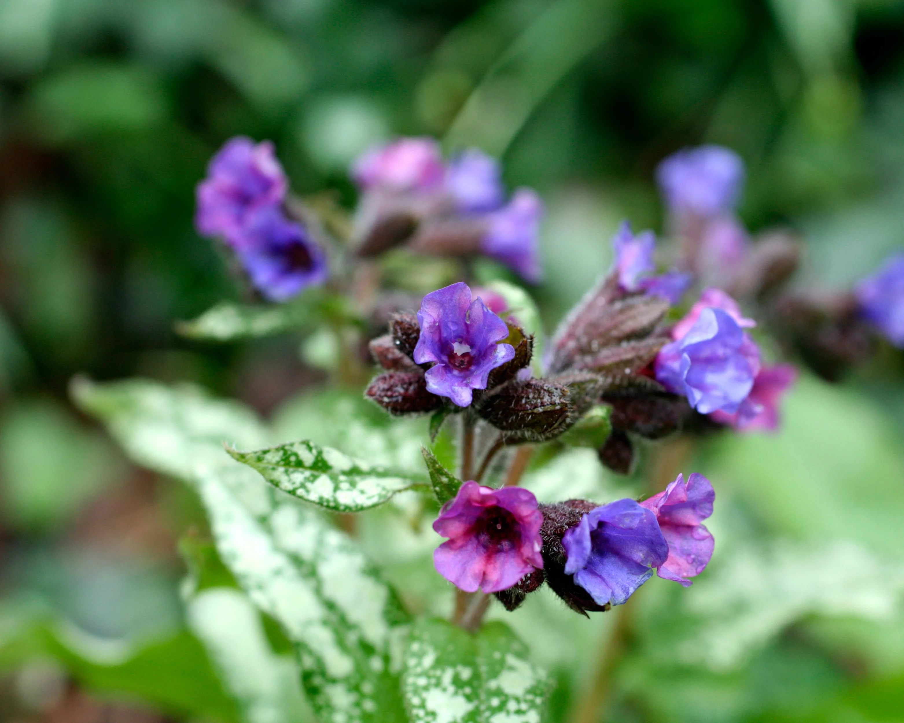 Pulmonaria 'Diana Clare' - Image 3