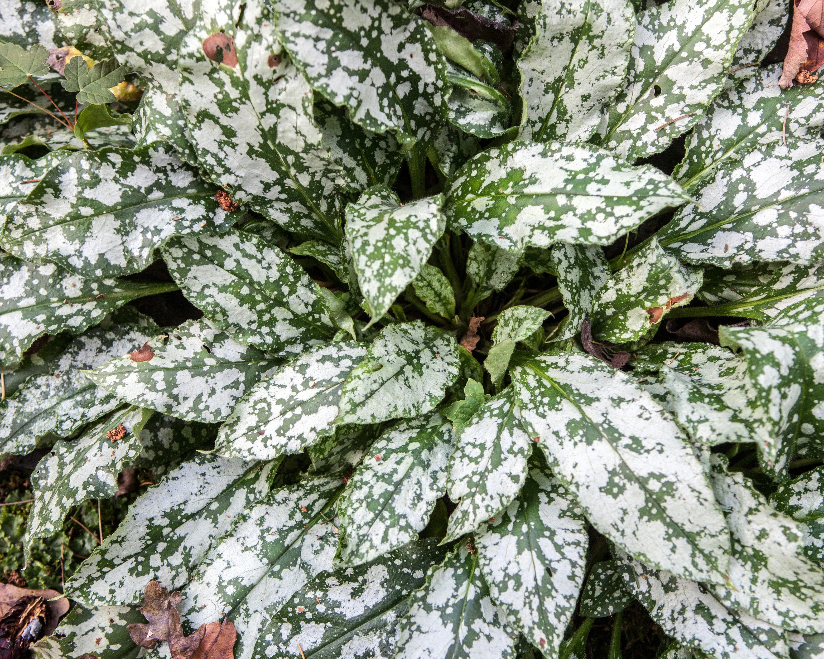 Pulmonaria 'Diana Clare' - Image 4