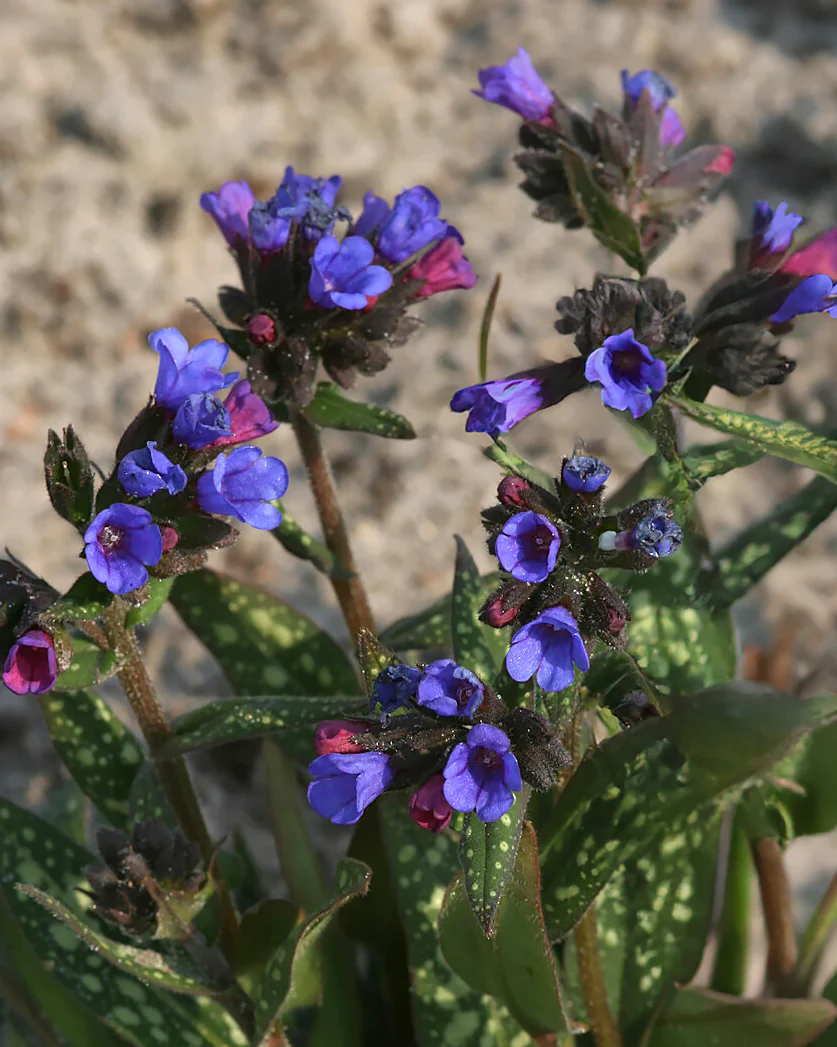 Pulmonaria 'Little Star' - Image 2