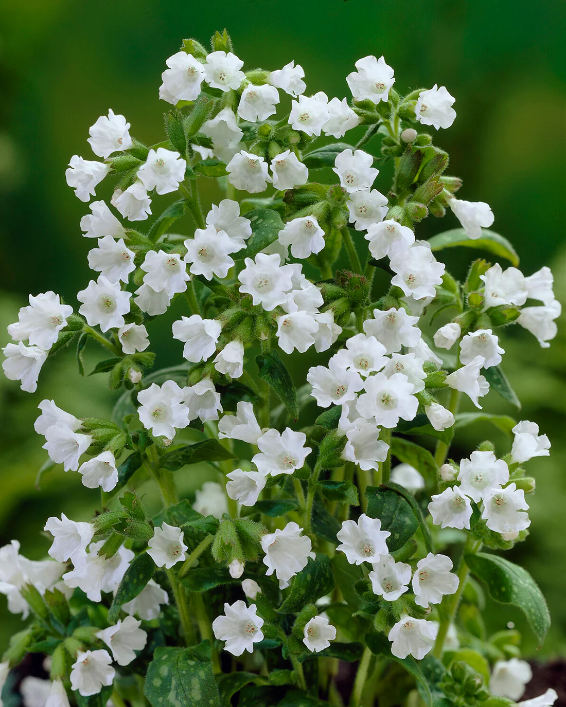 Pulmonaria 'Sissinghurst White' - Image 3