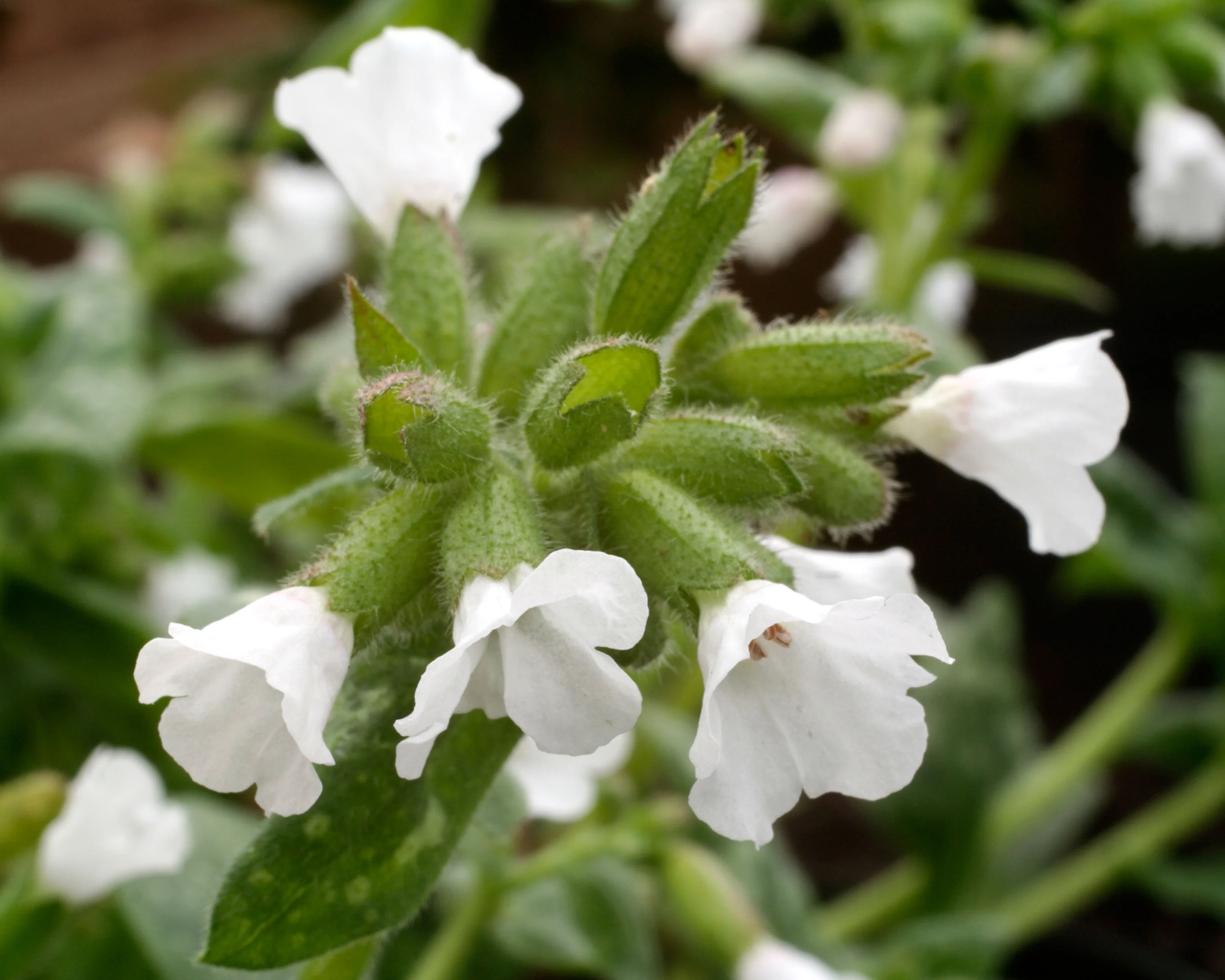 Pulmonaria 'Sissinghurst White' - Image 5