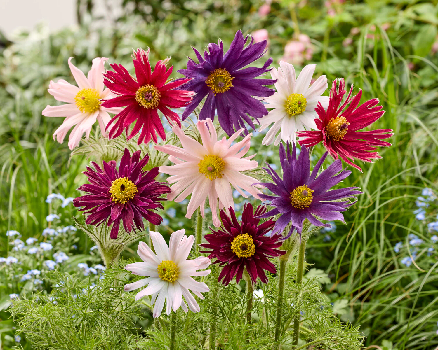Pulsatilla 'Semi-Duplici' - Image 2