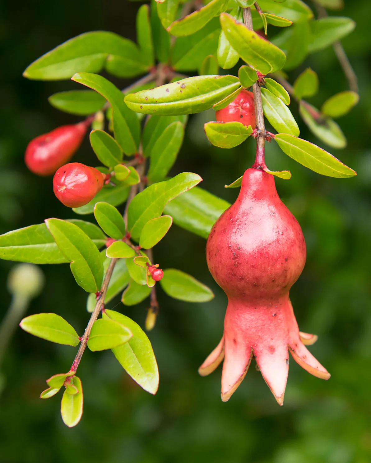 Punica 'Uniqa' - Image 3