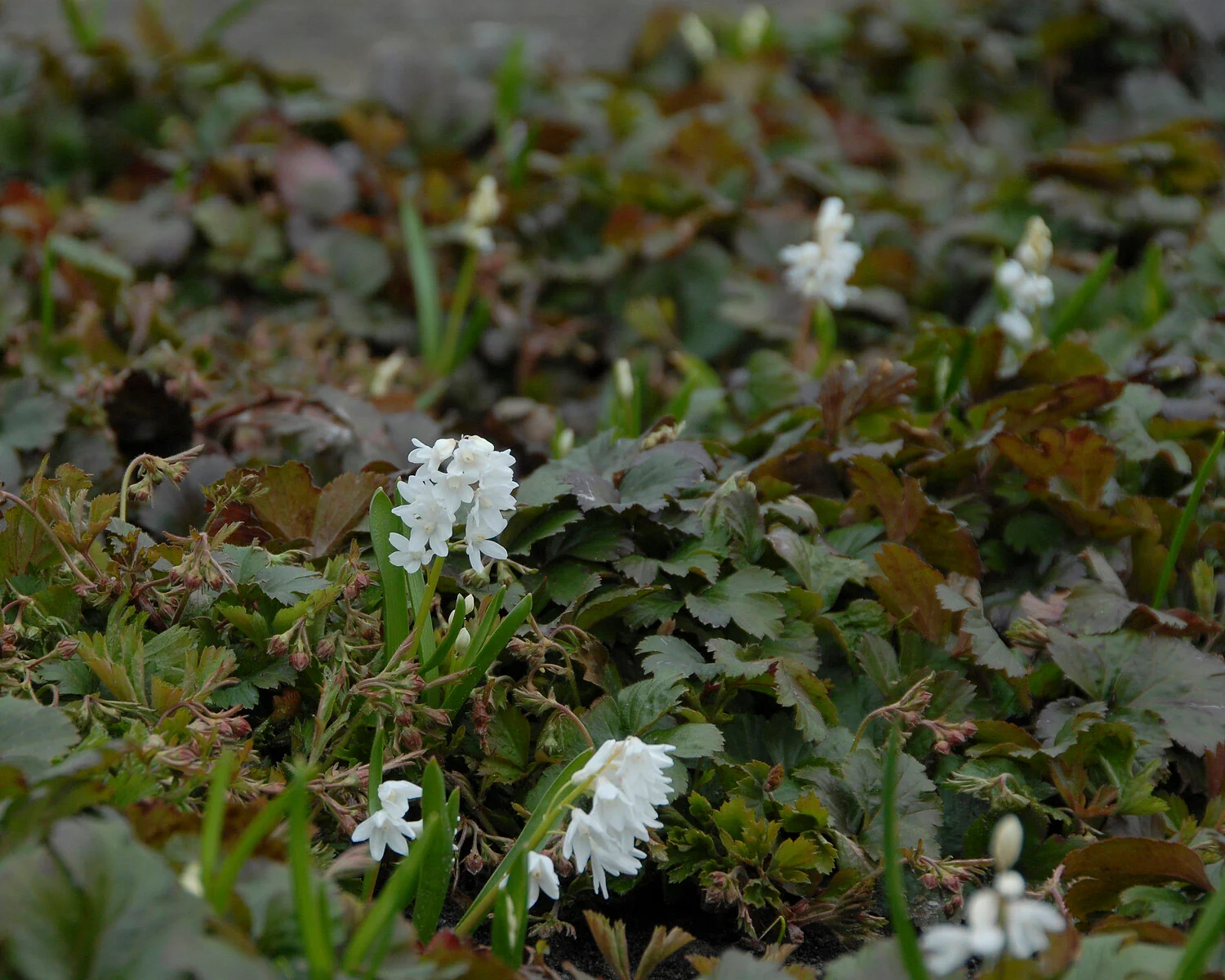 Puschkinia libanotica 'Alba' - Image 4