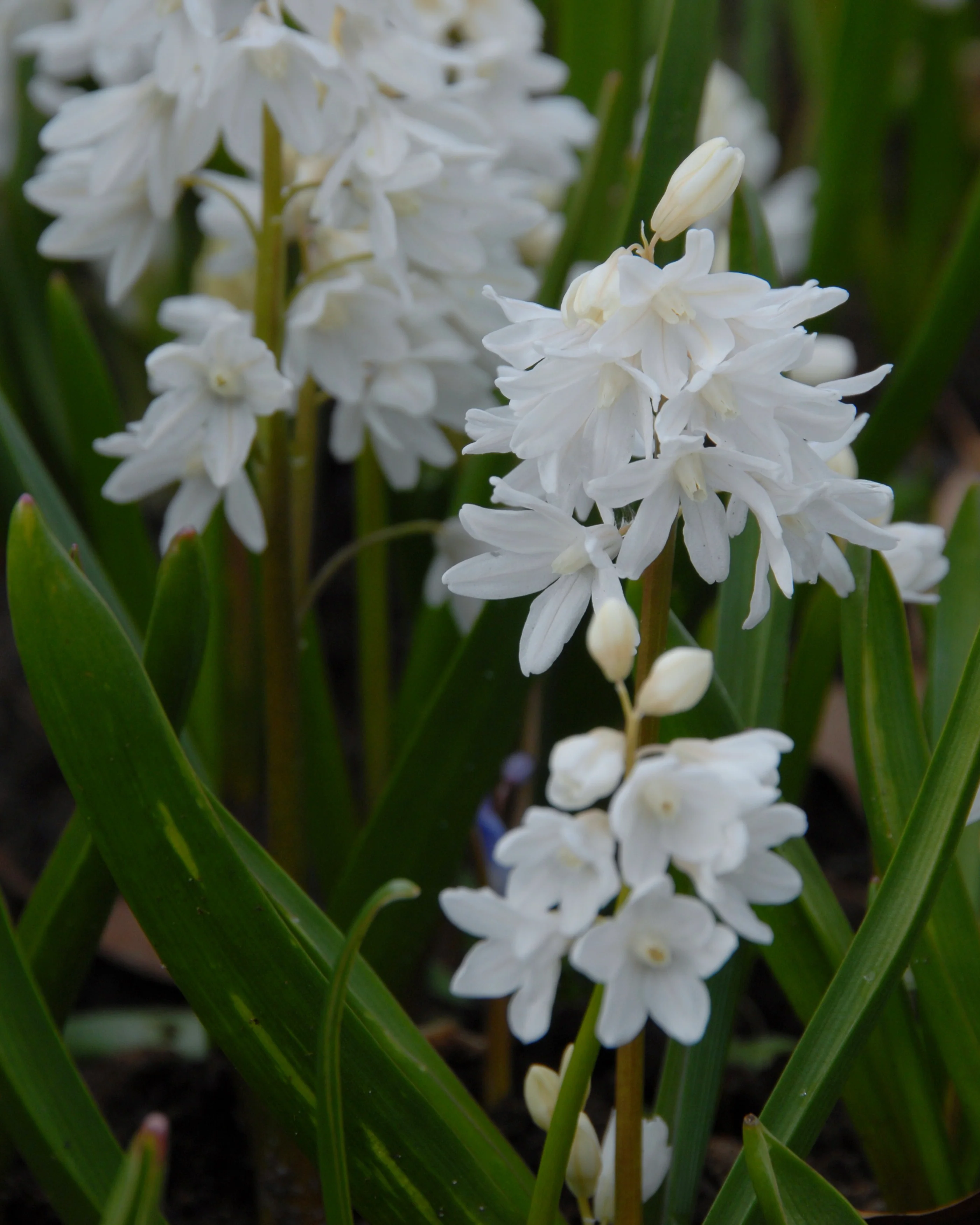 Puschkinia libanotica 'Alba' - Image 5