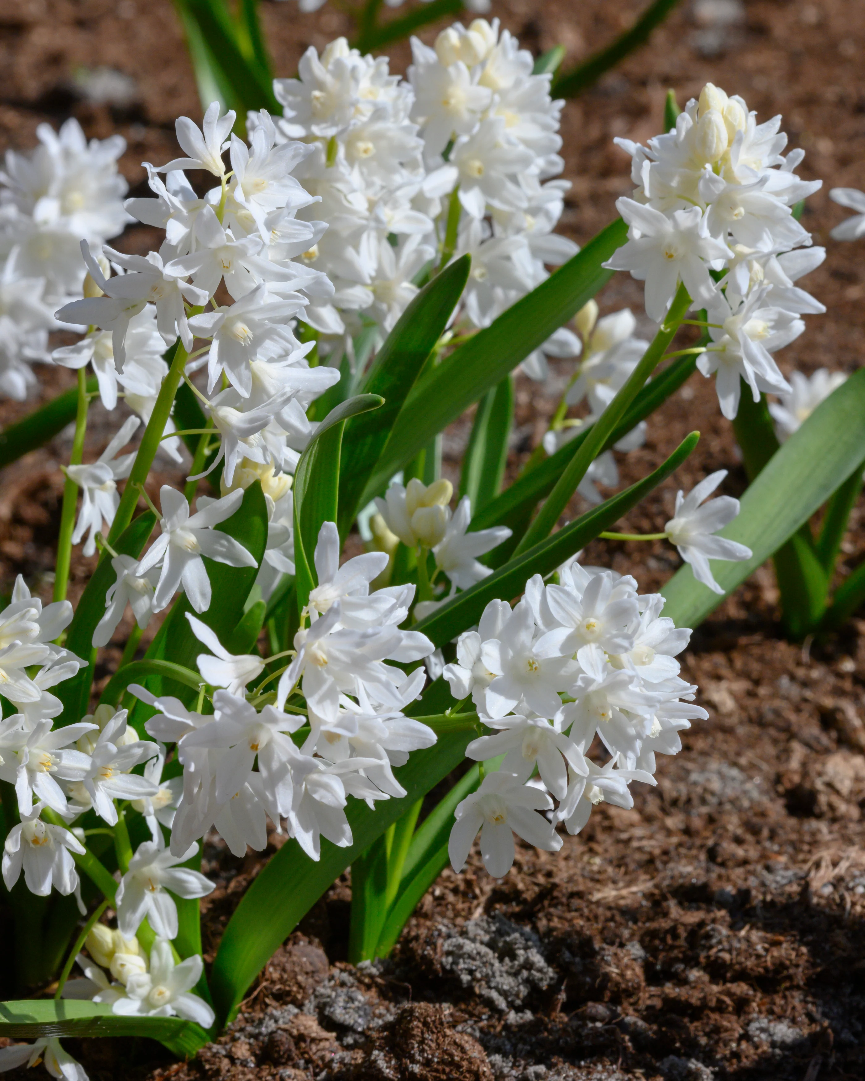 Puschkinia libanotica 'Alba' - Image 6