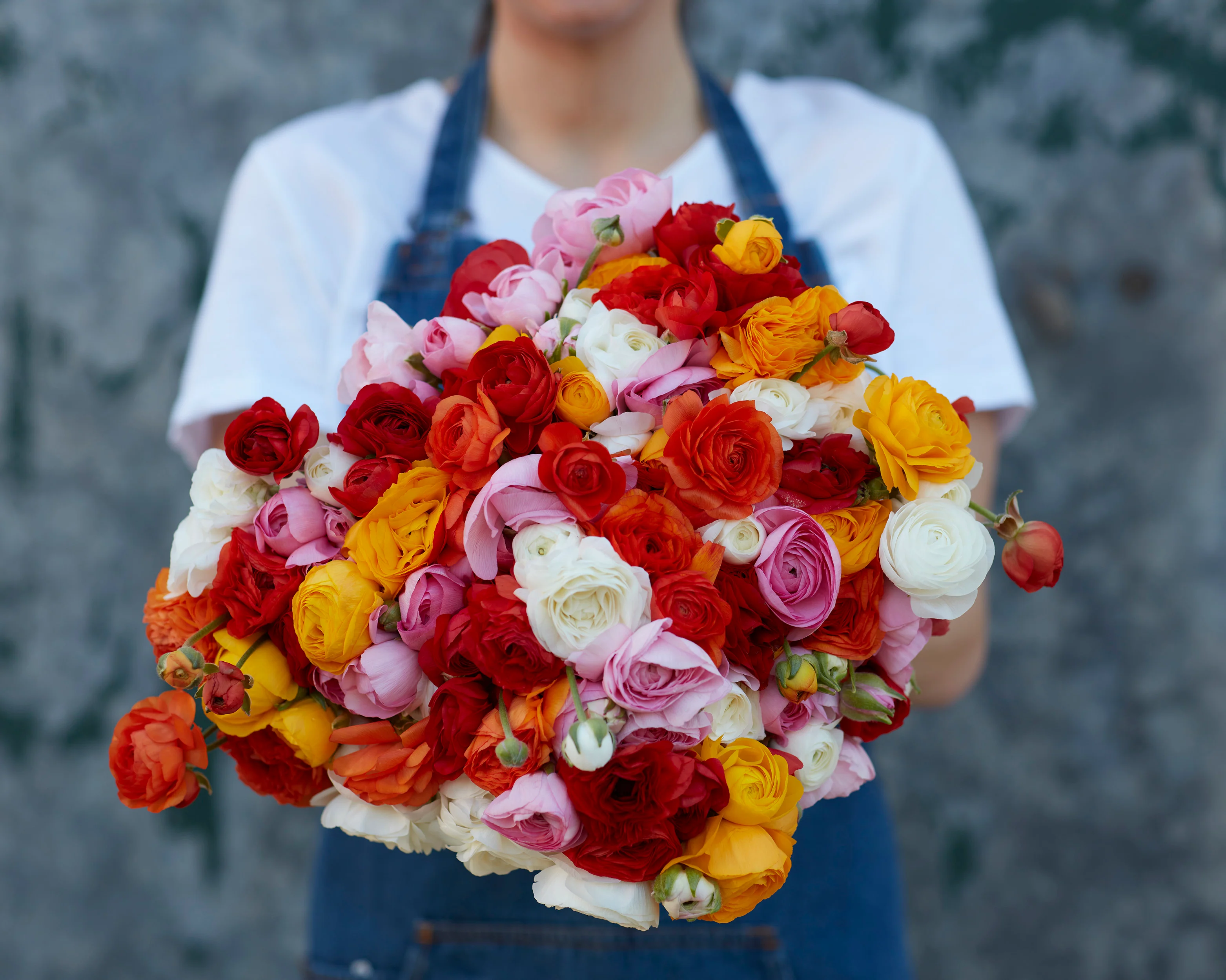 Ranunculus 'Amandine Couleur Mixte' - Image 2