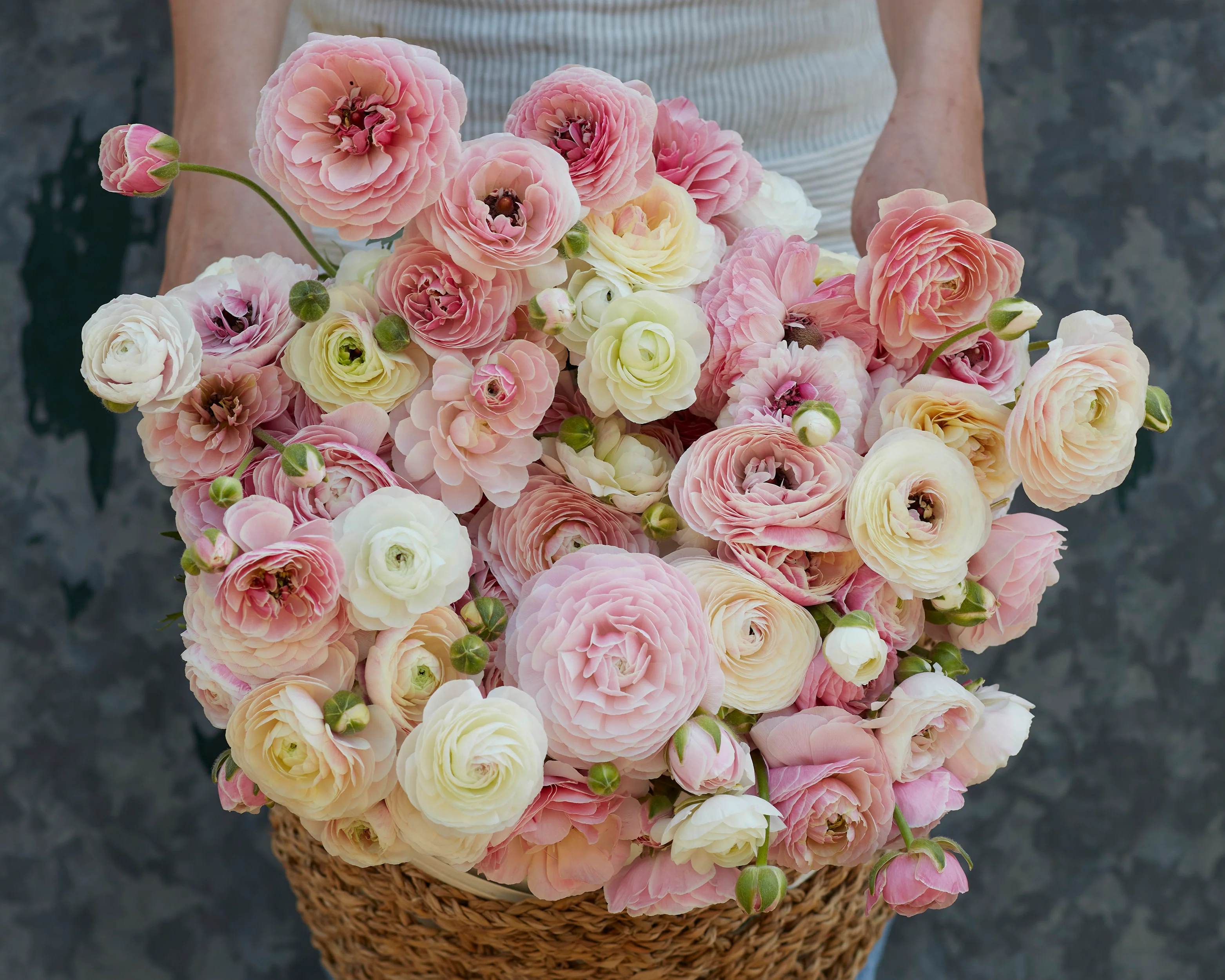Ranunculus 'Amandine Porcelaine' - Image 2