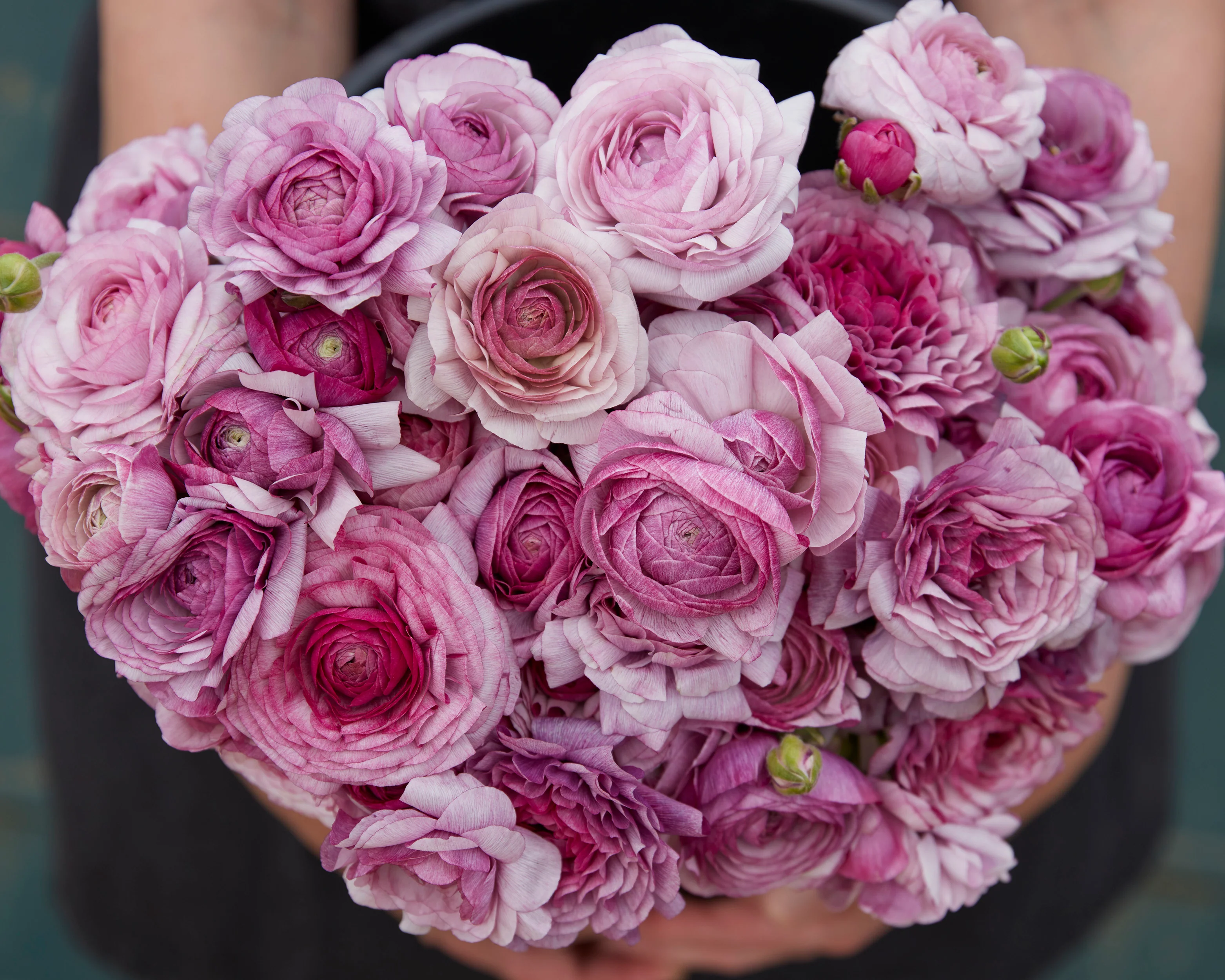 Ranunculus 'Amandine Purple Jean' - Image 2