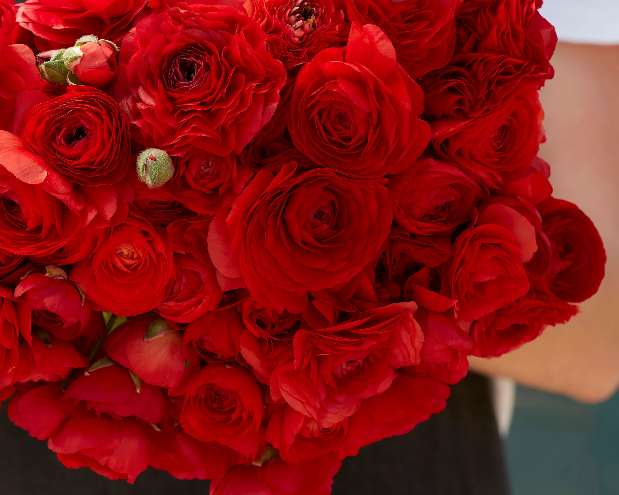 Ranunculus 'Amandine Scarlet' - Image 3