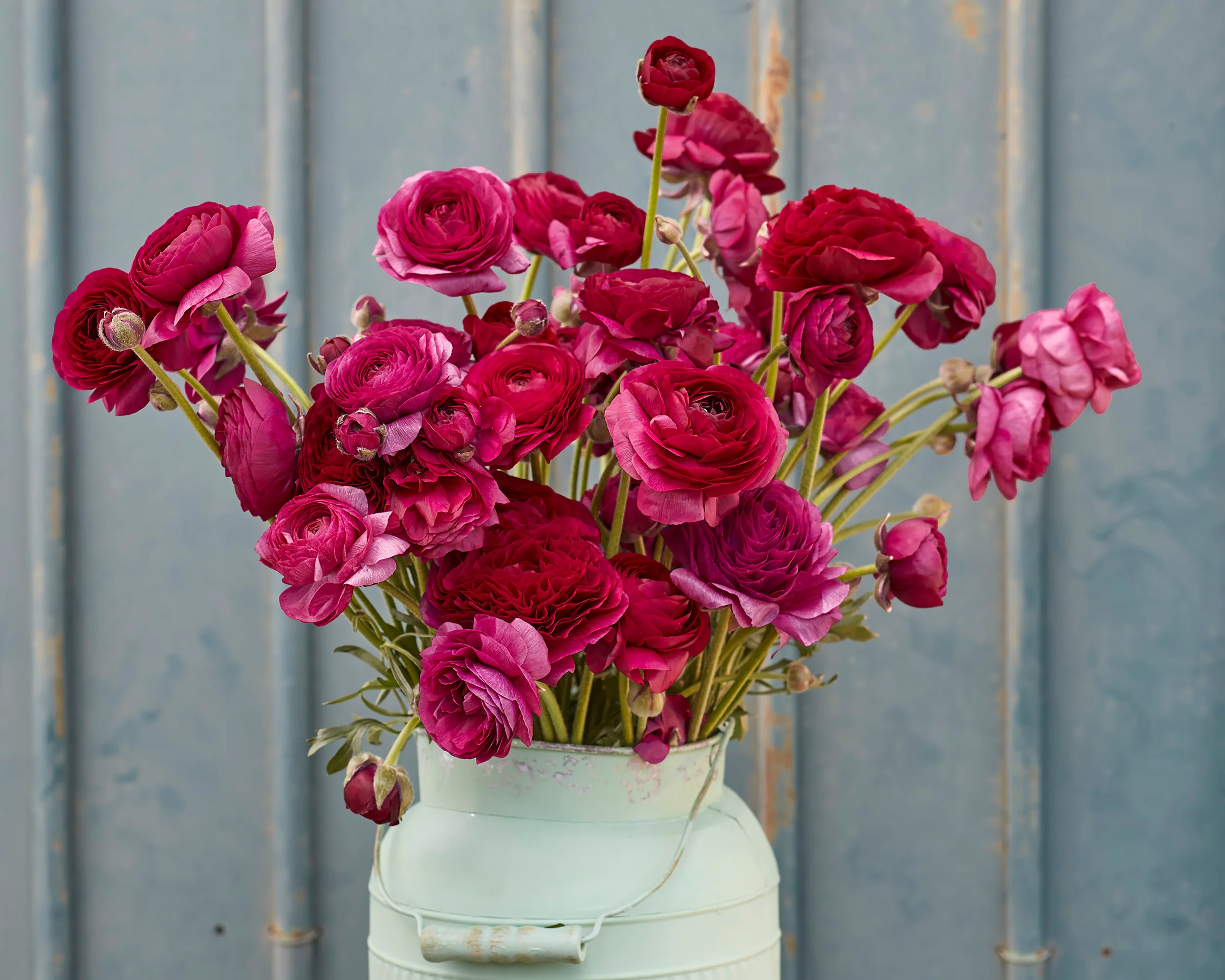 Ranunculus 'Amandine Violet' - Image 2