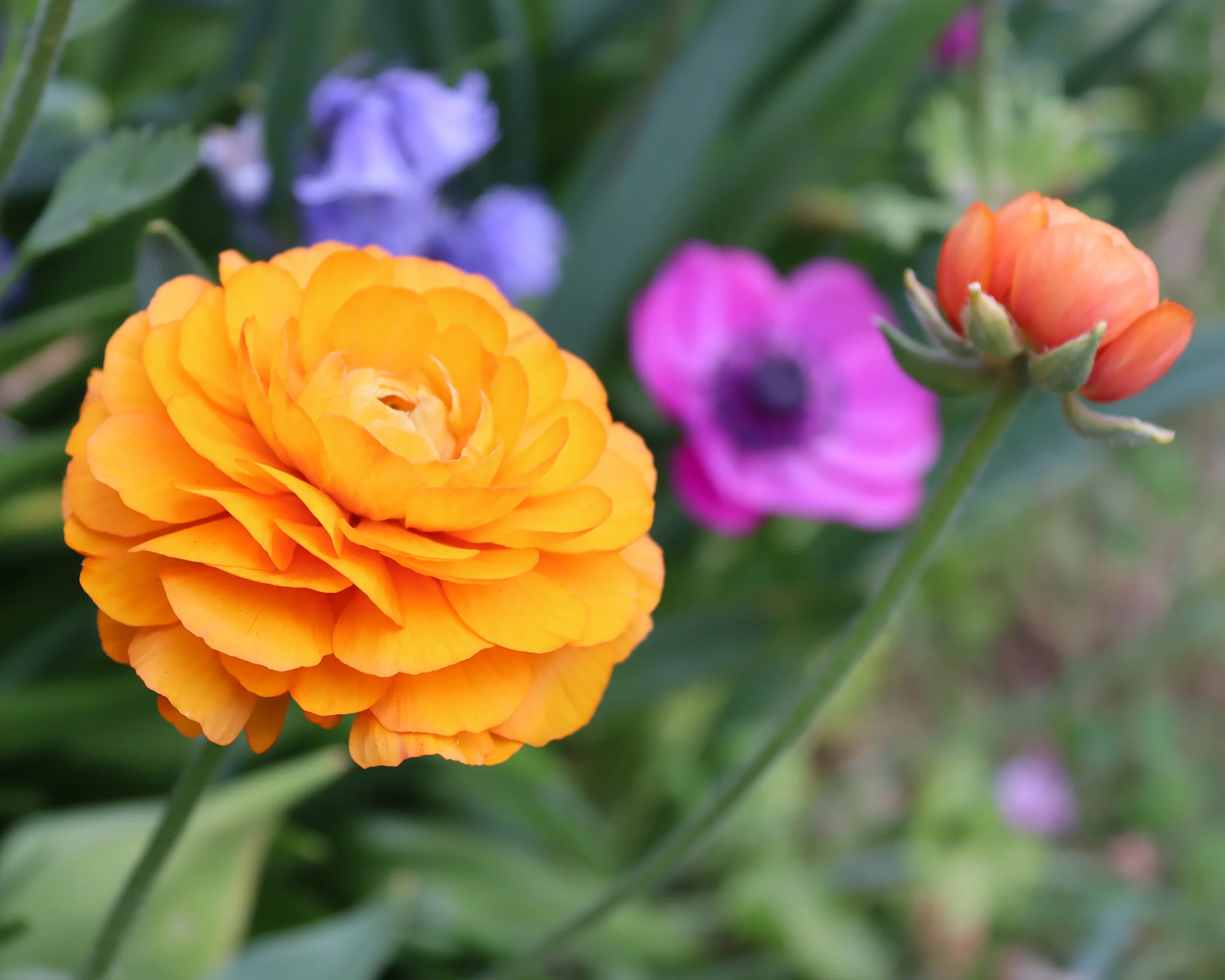 Ranunculus 'Elegance® Clementine' - Image 2