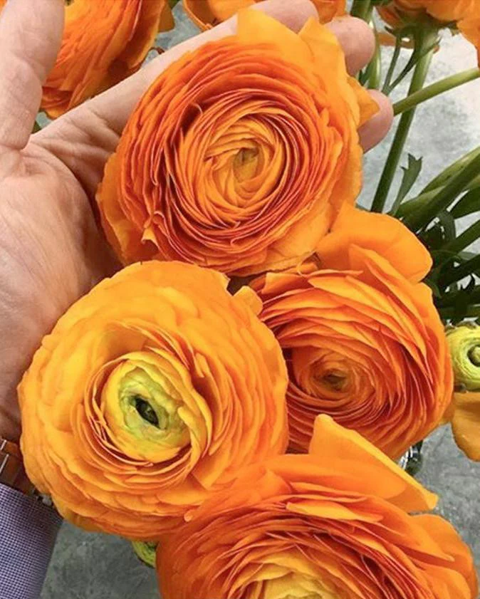Ranunculus 'Elegance® Clementine' - Image 4