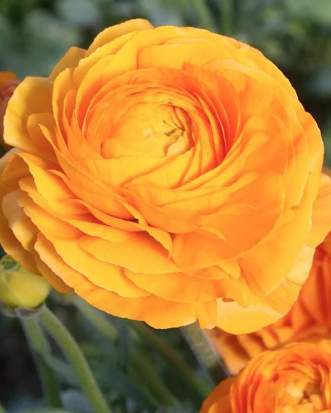 Ranunculus 'Elegance® Clementine' - Image 5