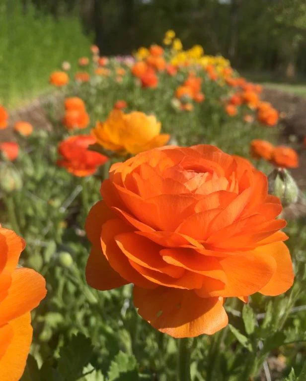 Ranunculus 'Elegance® Clementine' - Image 6