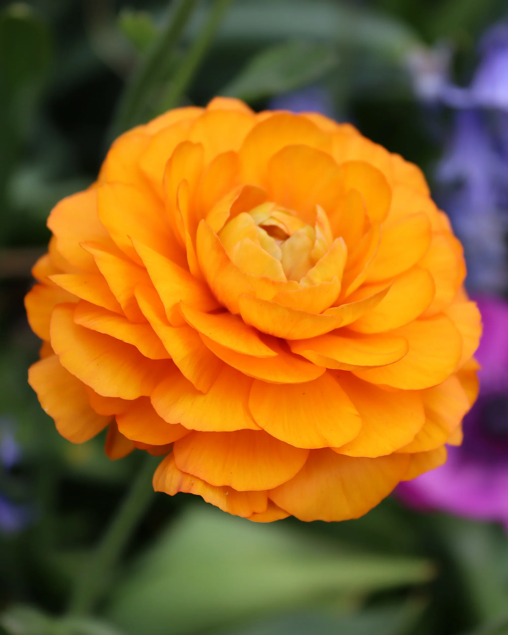 Ranunculus 'Elegance® Clementine' - Image 7
