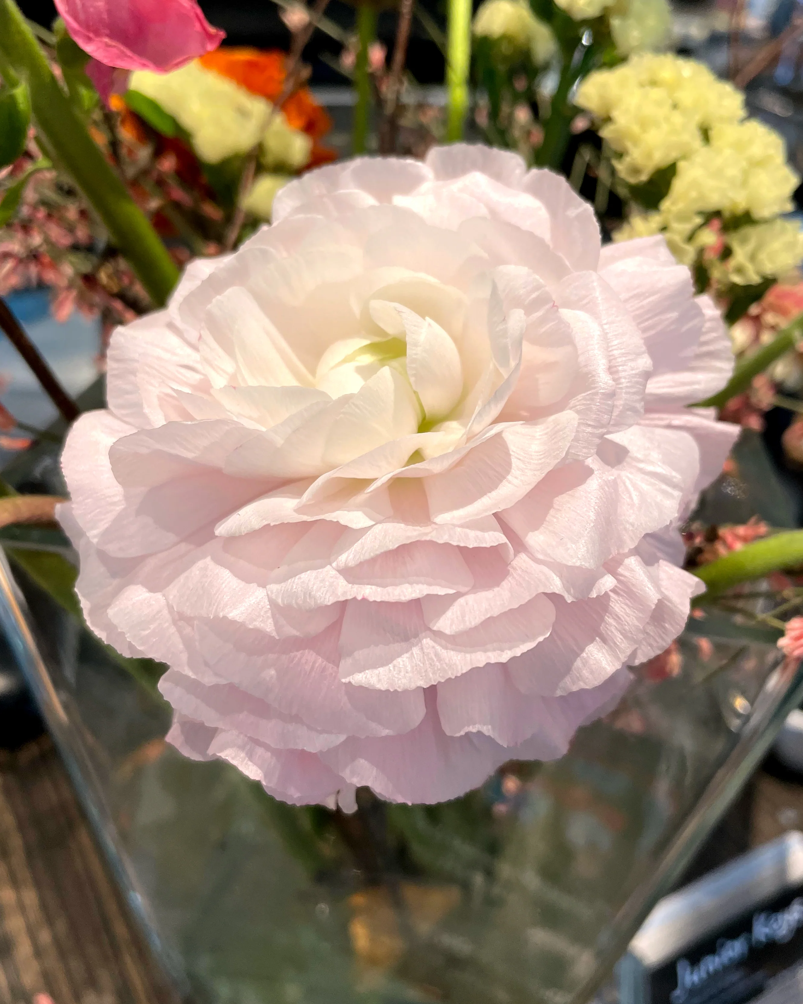 Ranunculus 'Elegance® Pastello' - Image 3