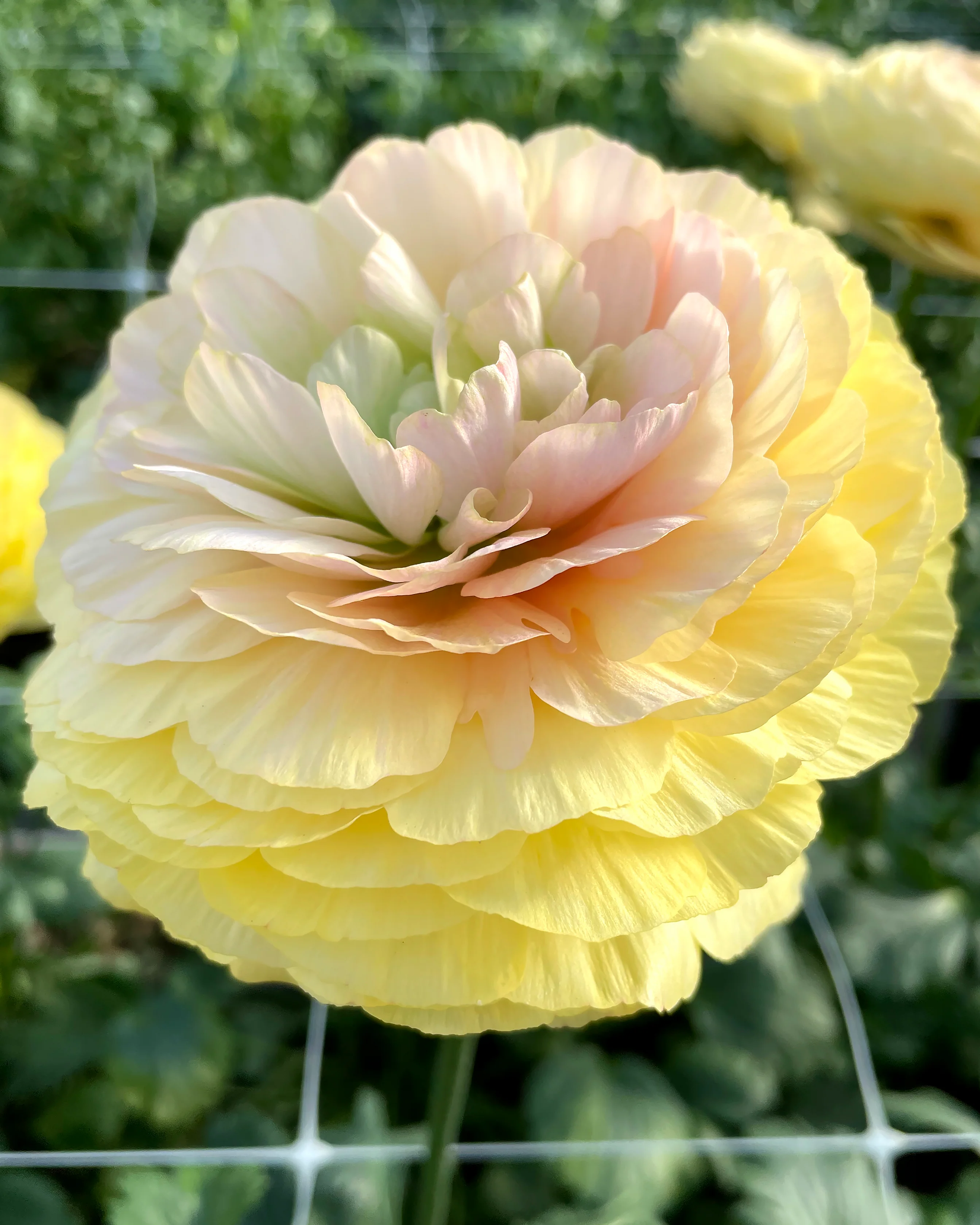 Ranunculus 'Elegance® Pastello' - Image 6