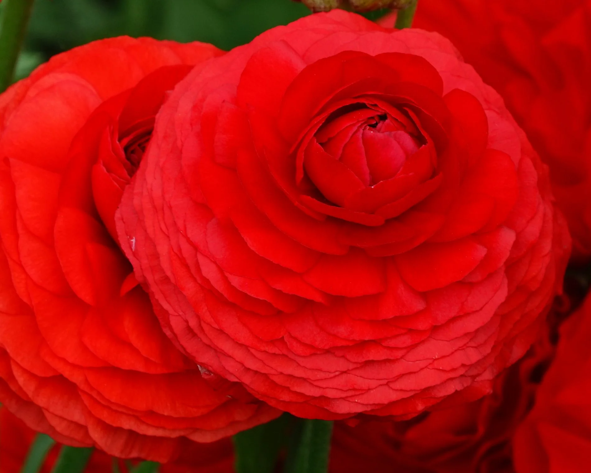 Ranunculus 'Elegance® Rosso' - Image 4