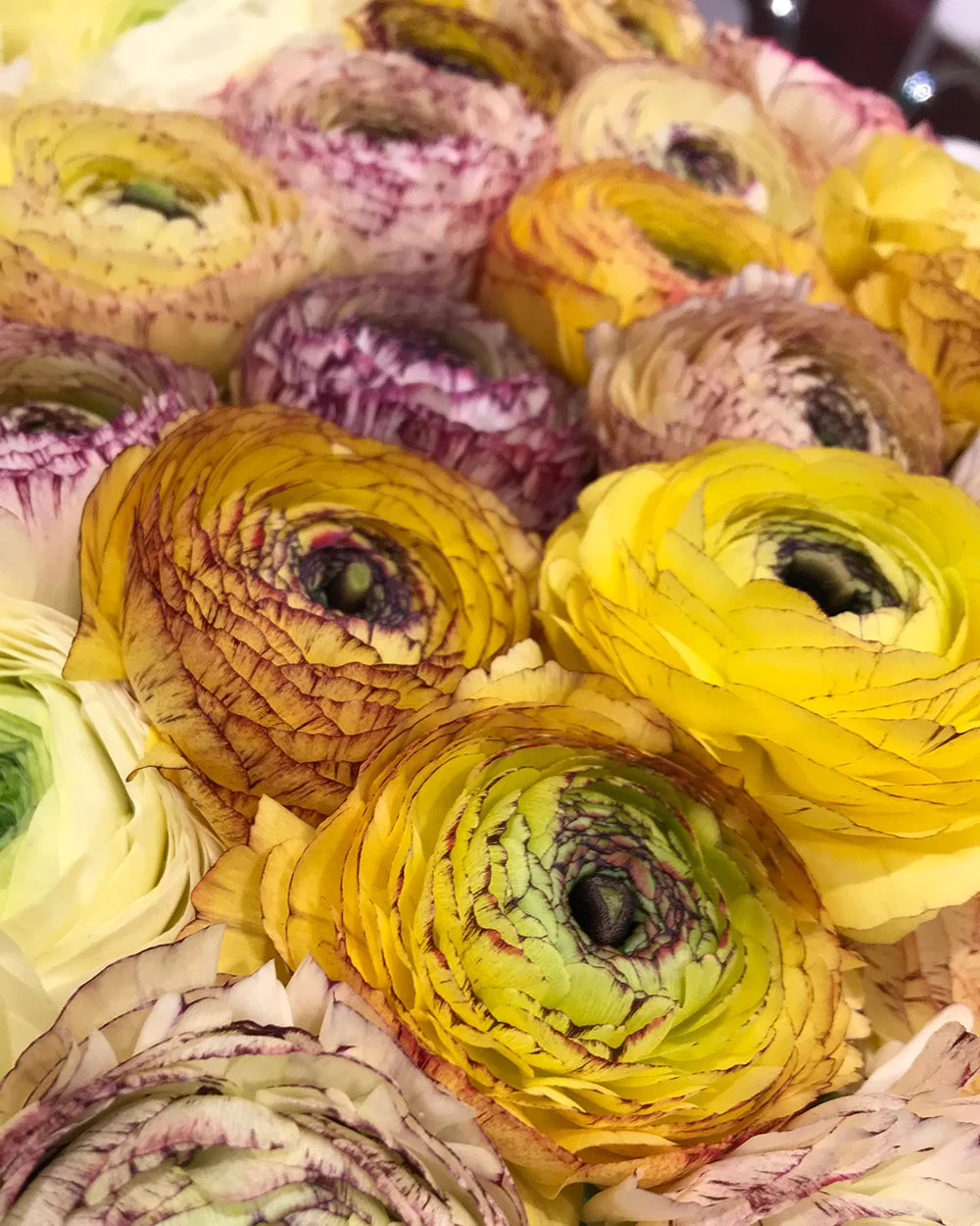 Ranunculus 'Elegance® Striato Giallo' - Image 3