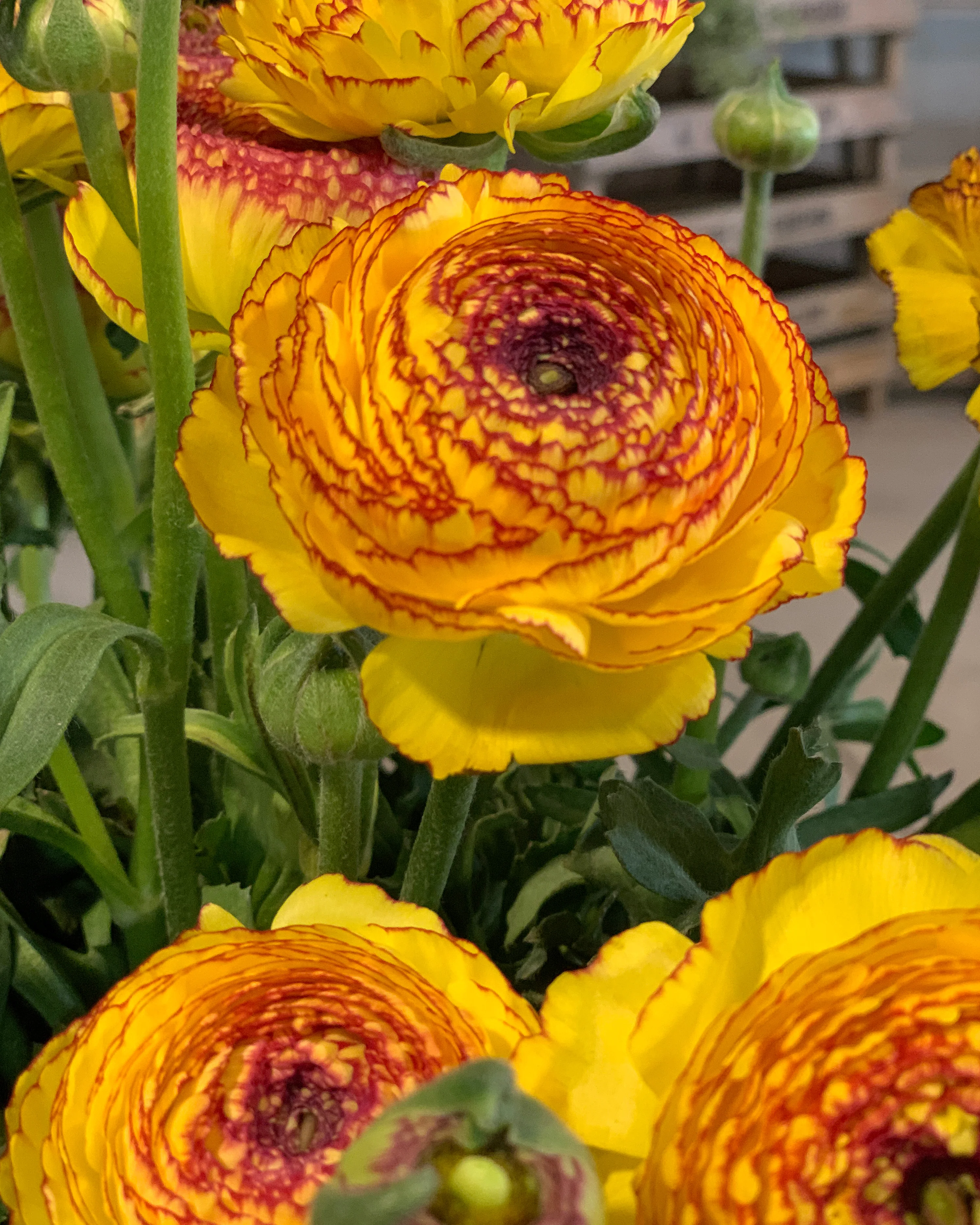 Ranunculus 'Elegance® Striato Giallo' - Image 4
