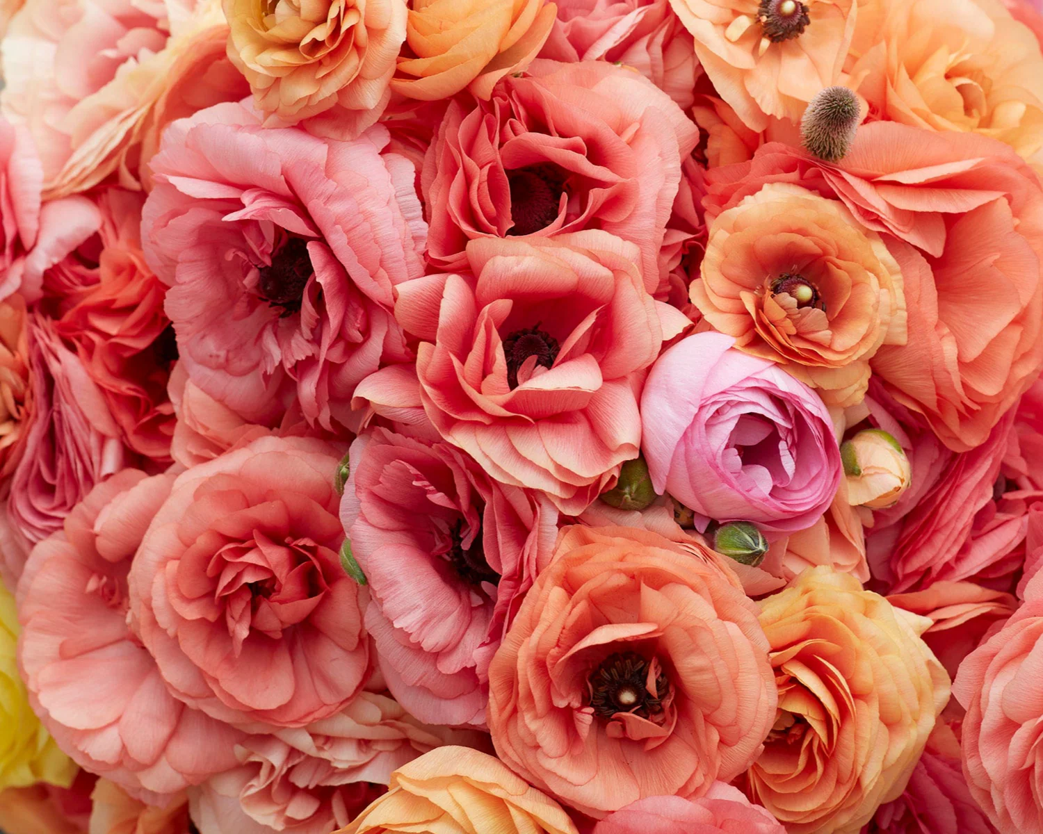 Ranunculus 'Friandine Salmon' - Image 2