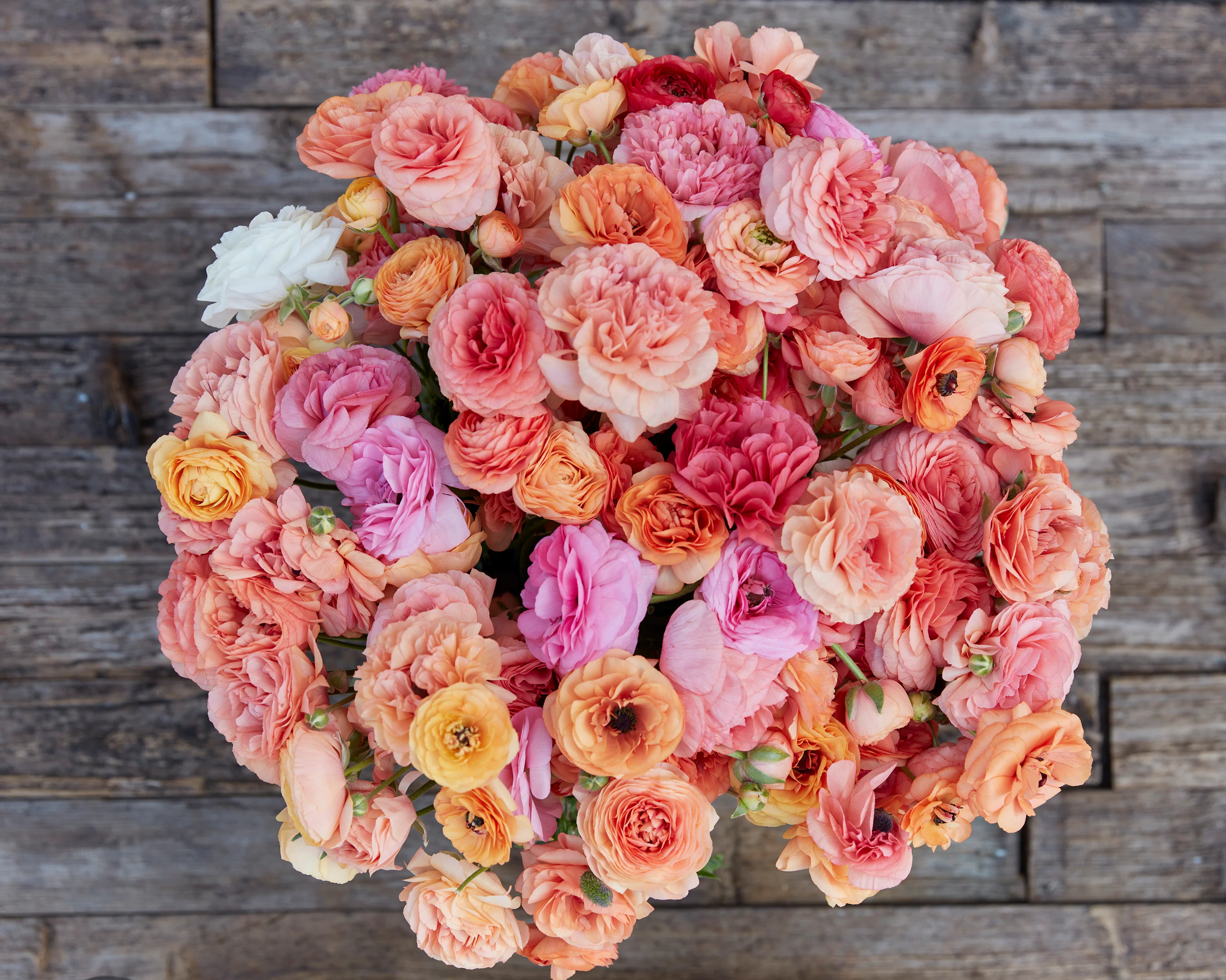 Ranunculus 'Pauline Champagne' - Image 3