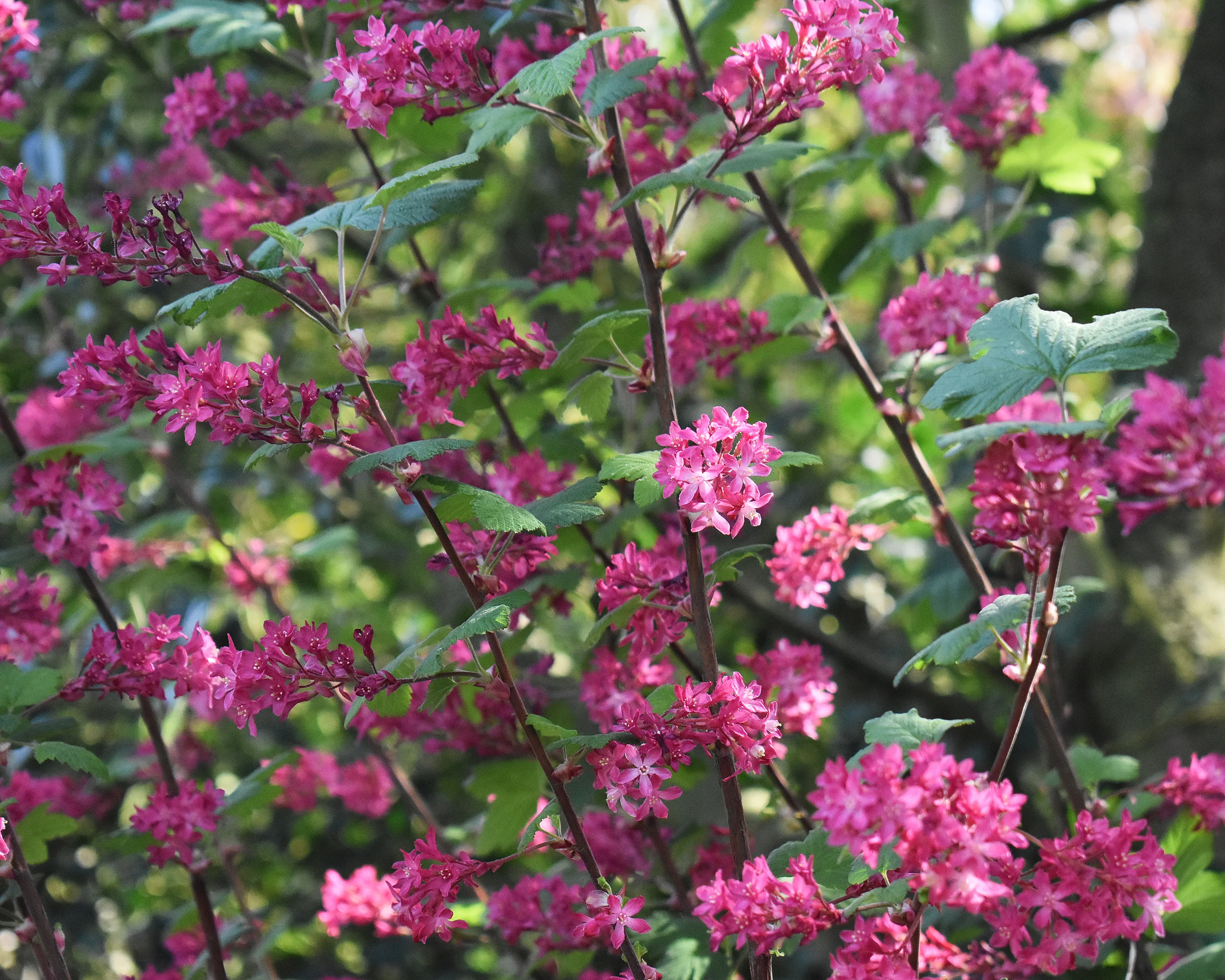 Ribes 'King Edward VII' - Image 5
