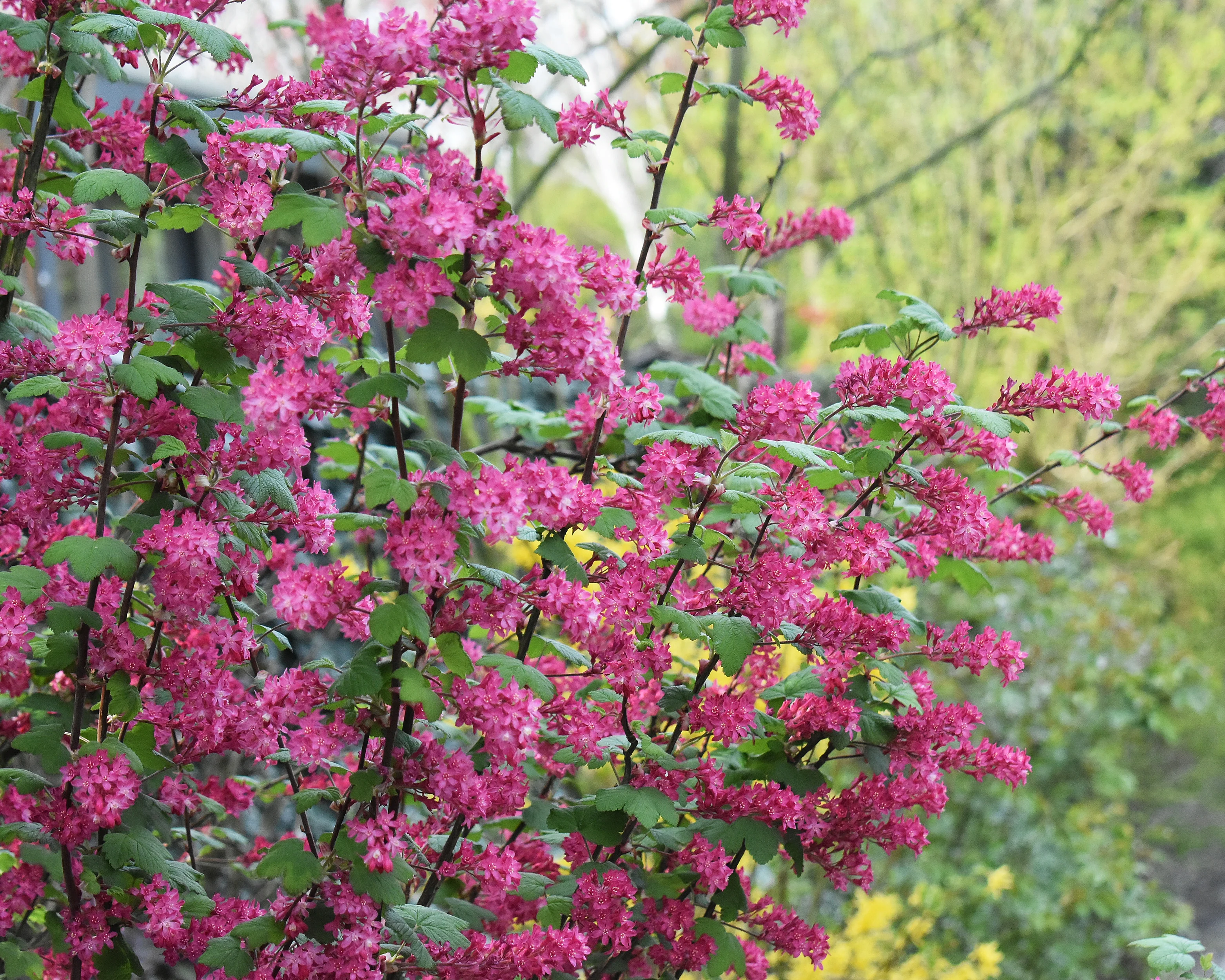 Ribes 'King Edward VII' - Image 6