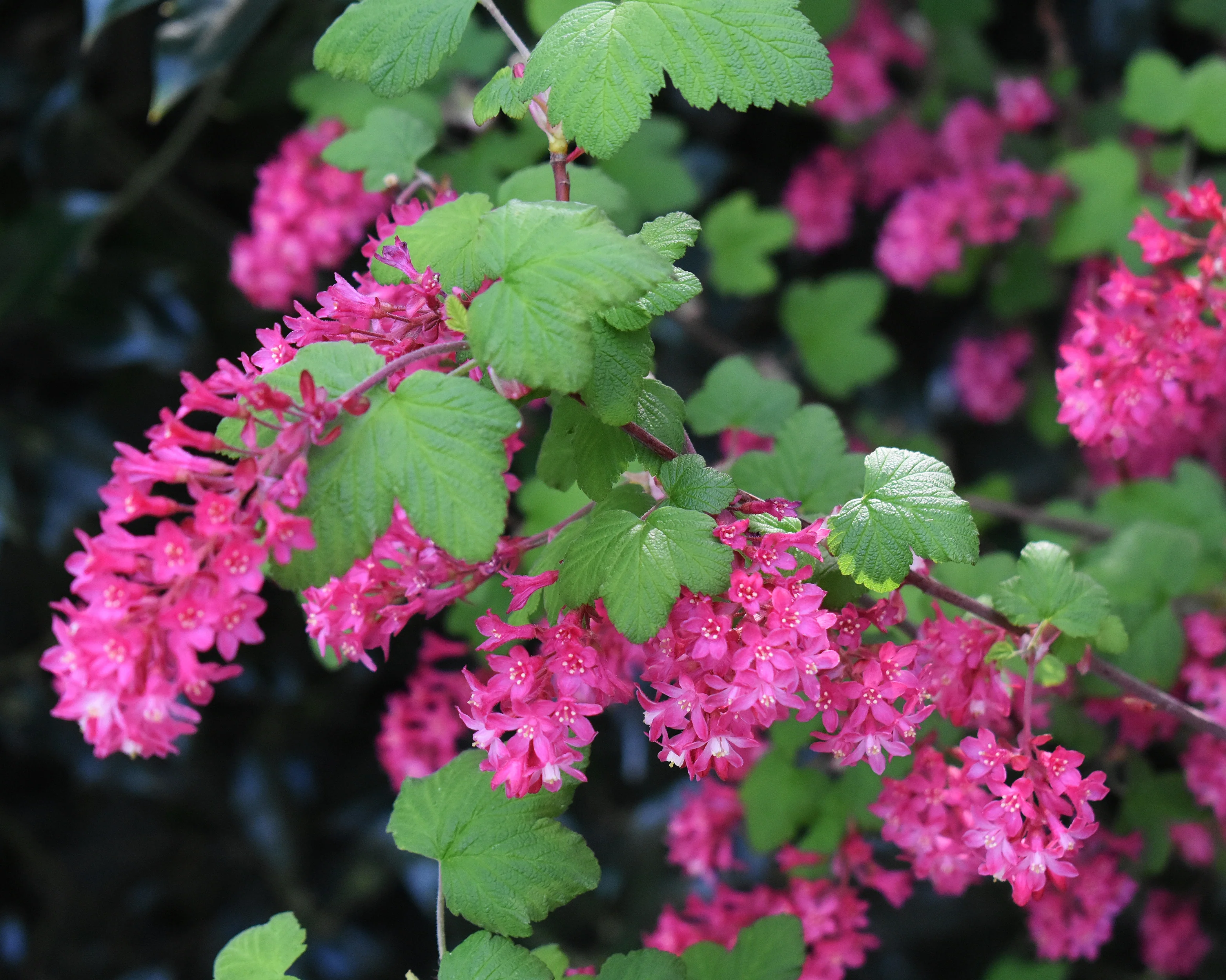 Ribes 'King Edward VII' - Image 8