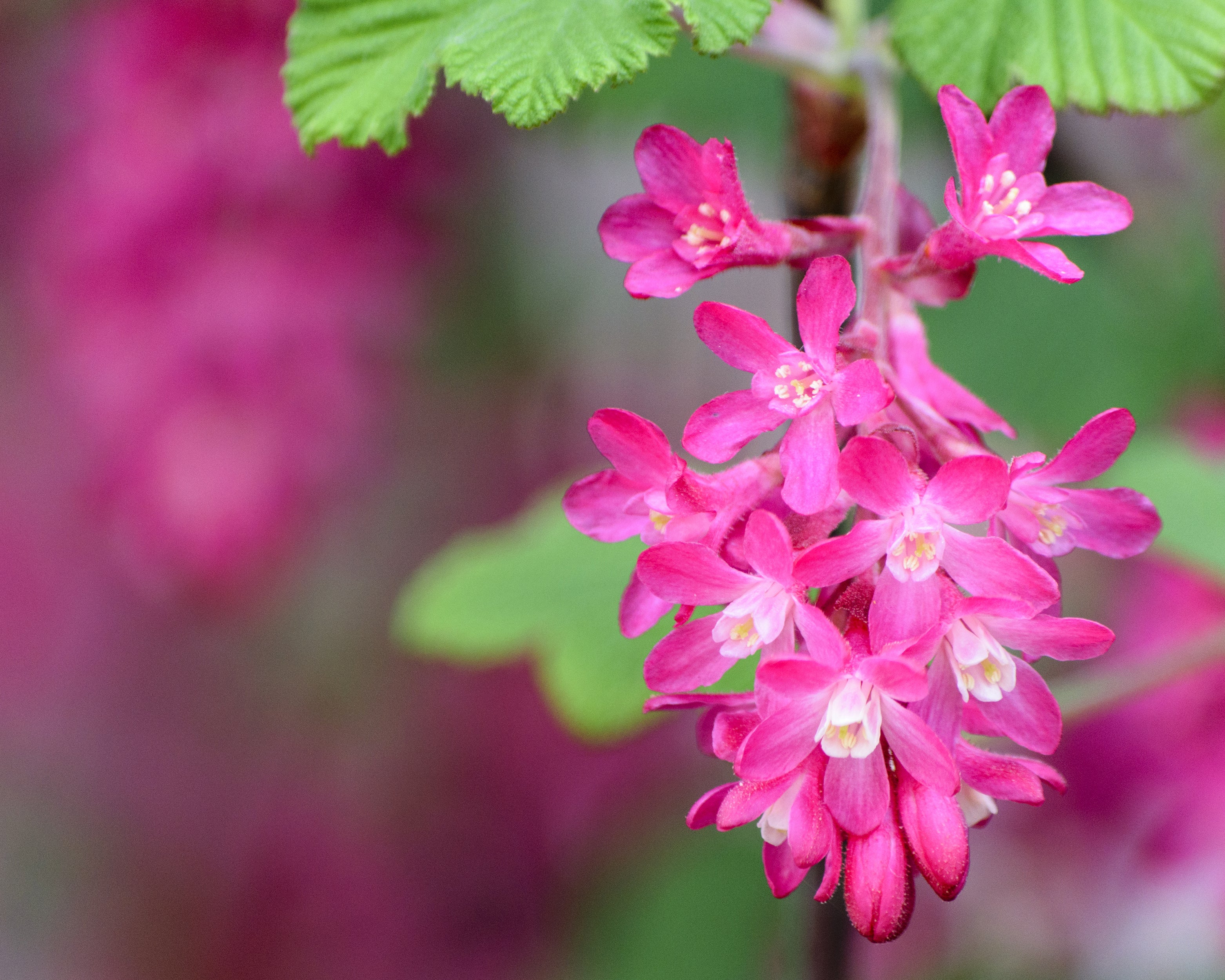 Ribes 'King Edward VII' - Image 9