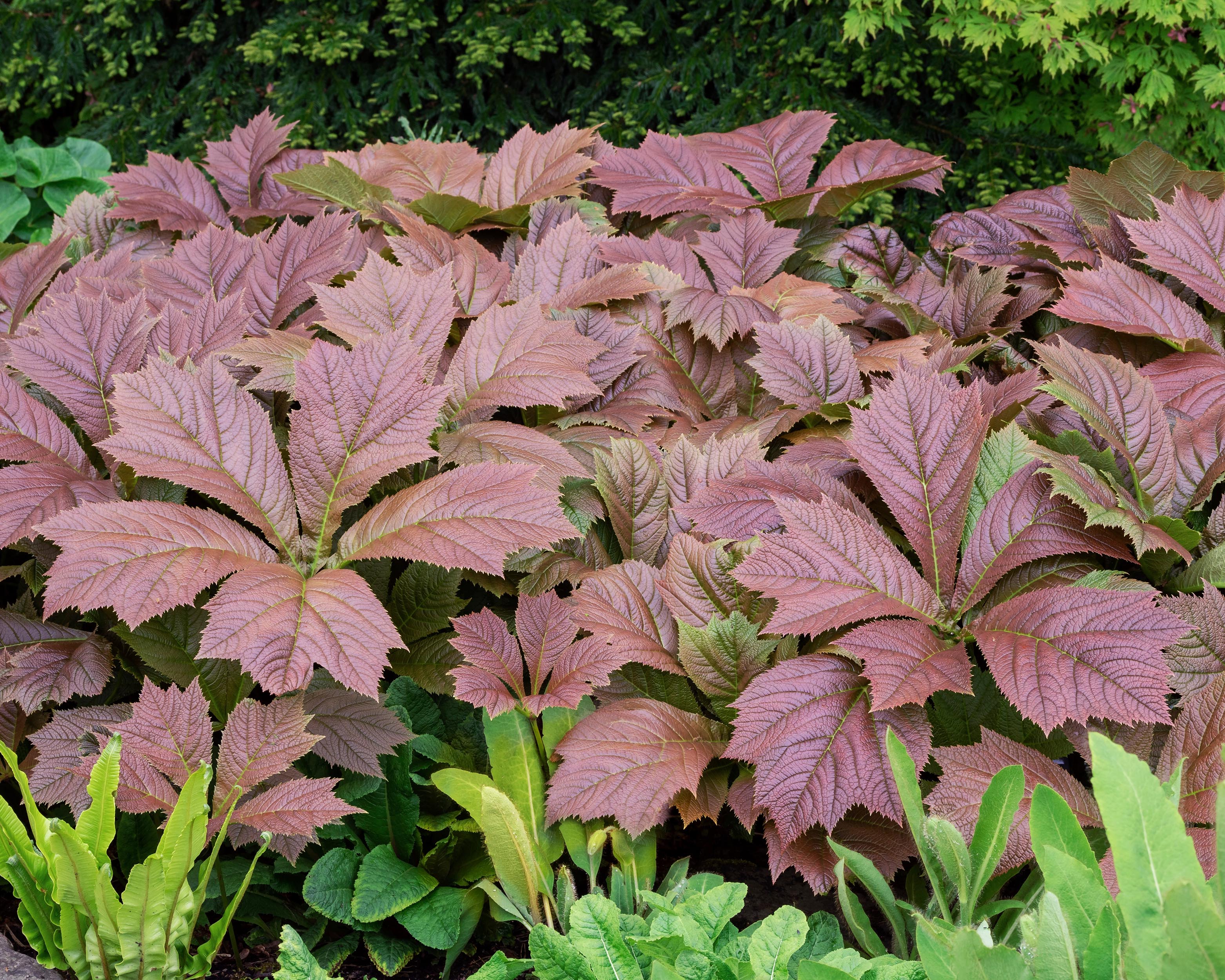Rodgersia 'Braunlaub' - Image 5