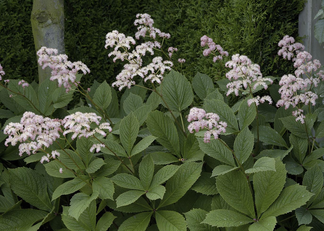 Rodgersia 'Elegans' - Image 3
