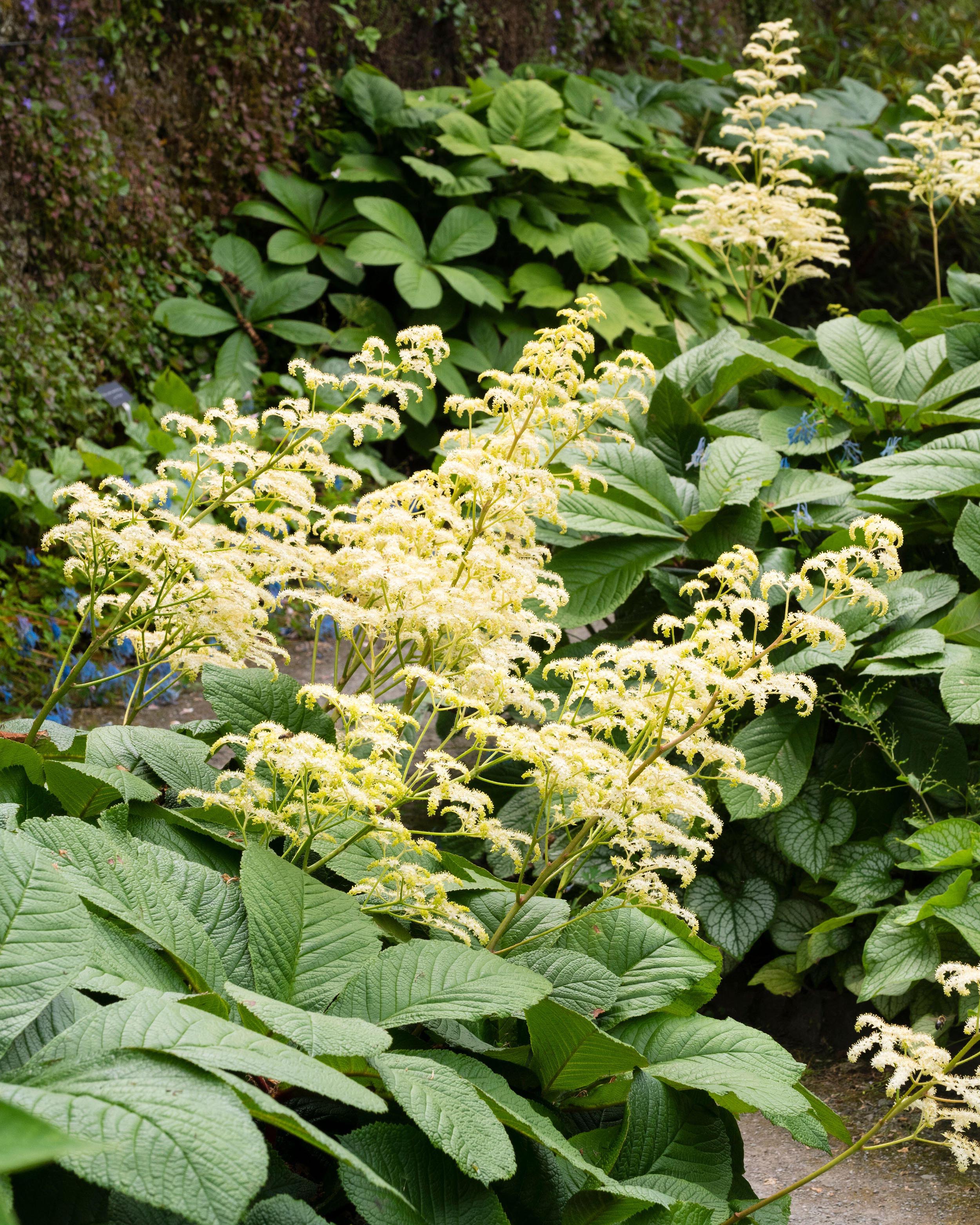 Rodgersia 'Elegans' - Image 7