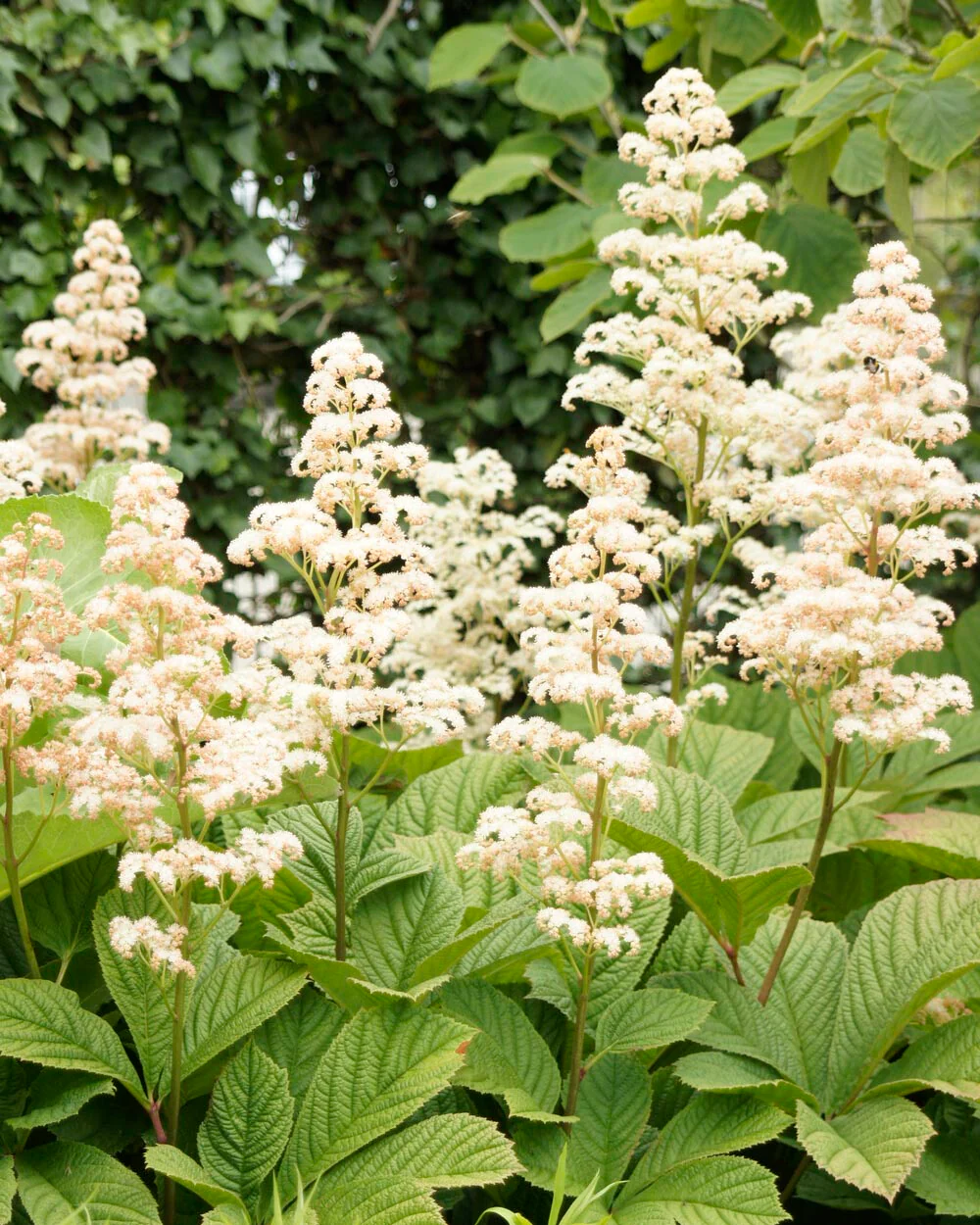 Rodgersia 'Elegans' - Image 8